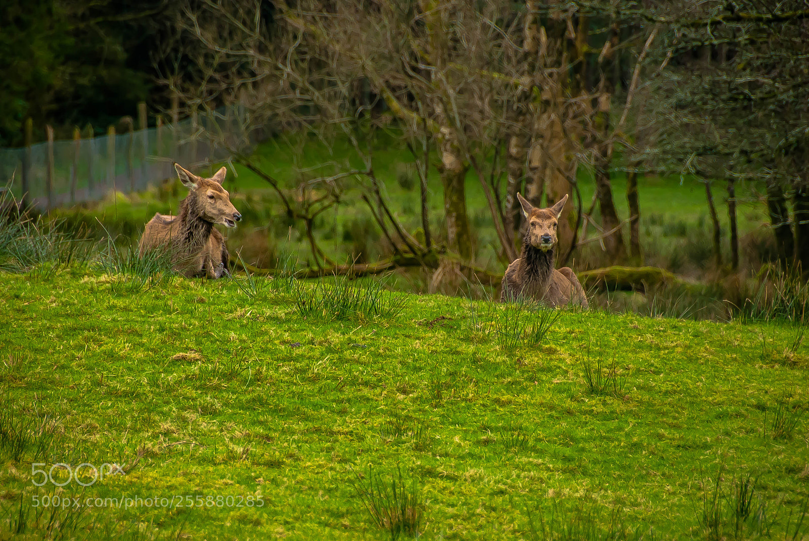 Nikon D60 sample photo. A deer chat photography