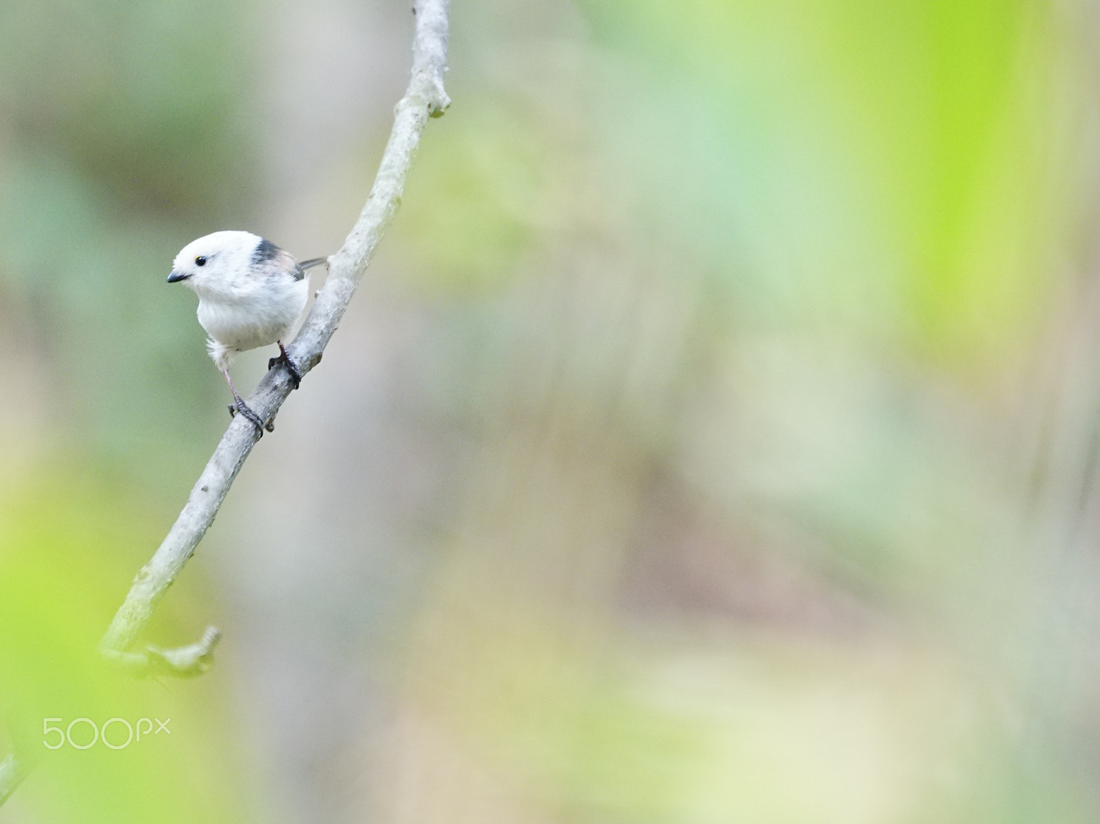 Sony FE 70-300mm F4.5-5.6 G OSS sample photo. Spring color photography