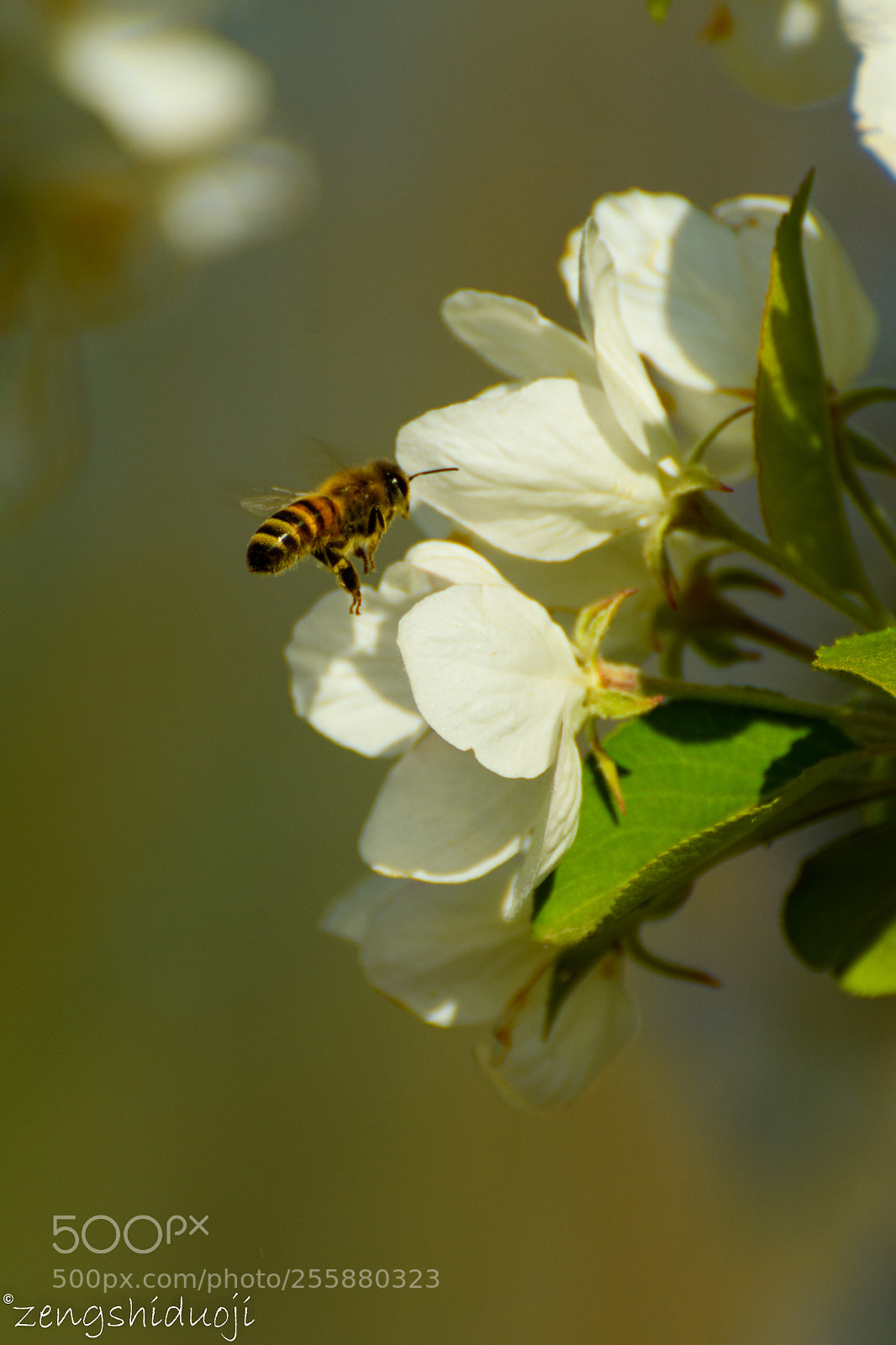 Nikon D500 sample photo. 忙碌 photography