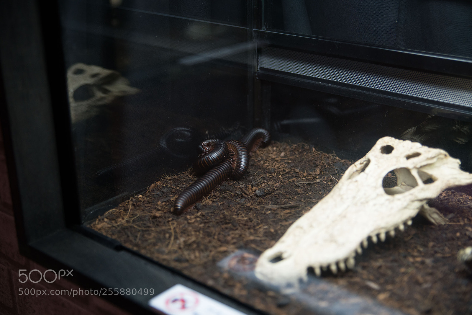 Sony a7R II sample photo. Fukuoka photography