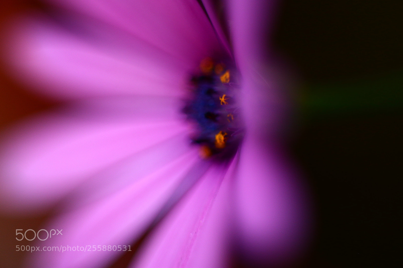 Canon EOS 6D + Canon EF 50mm F1.8 STM sample photo. Lead photography