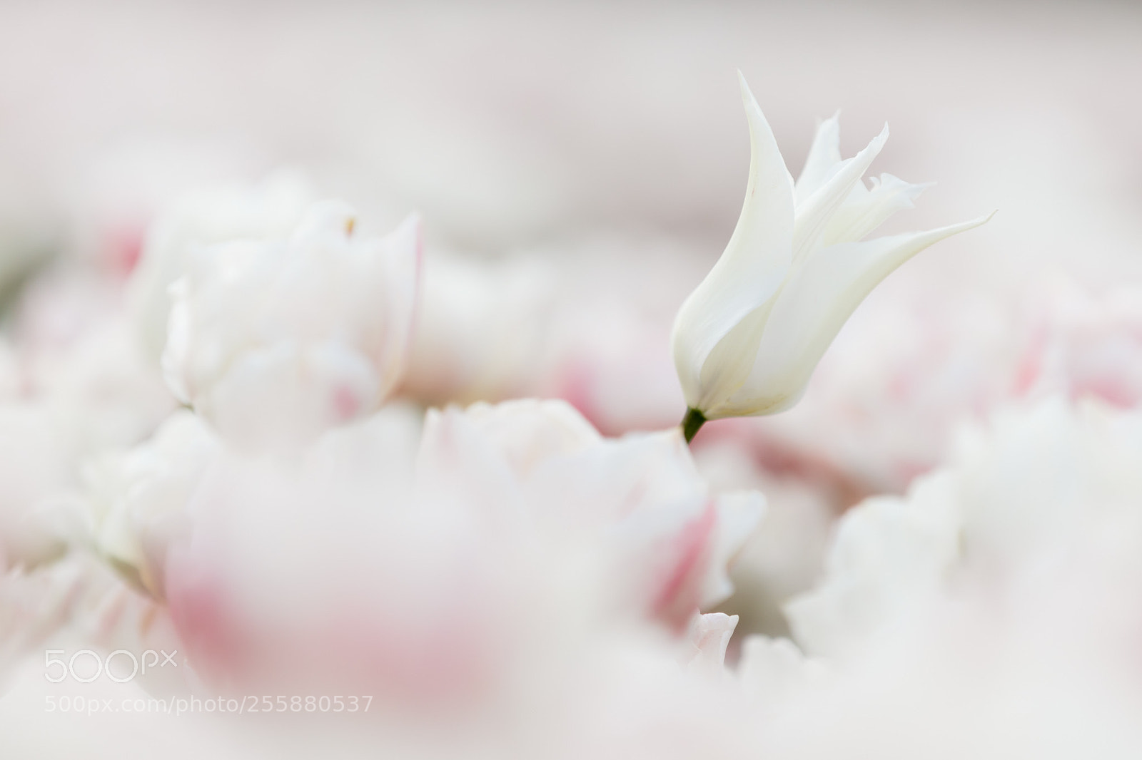 Canon EOS 5D Mark IV sample photo. Delicate softness photography
