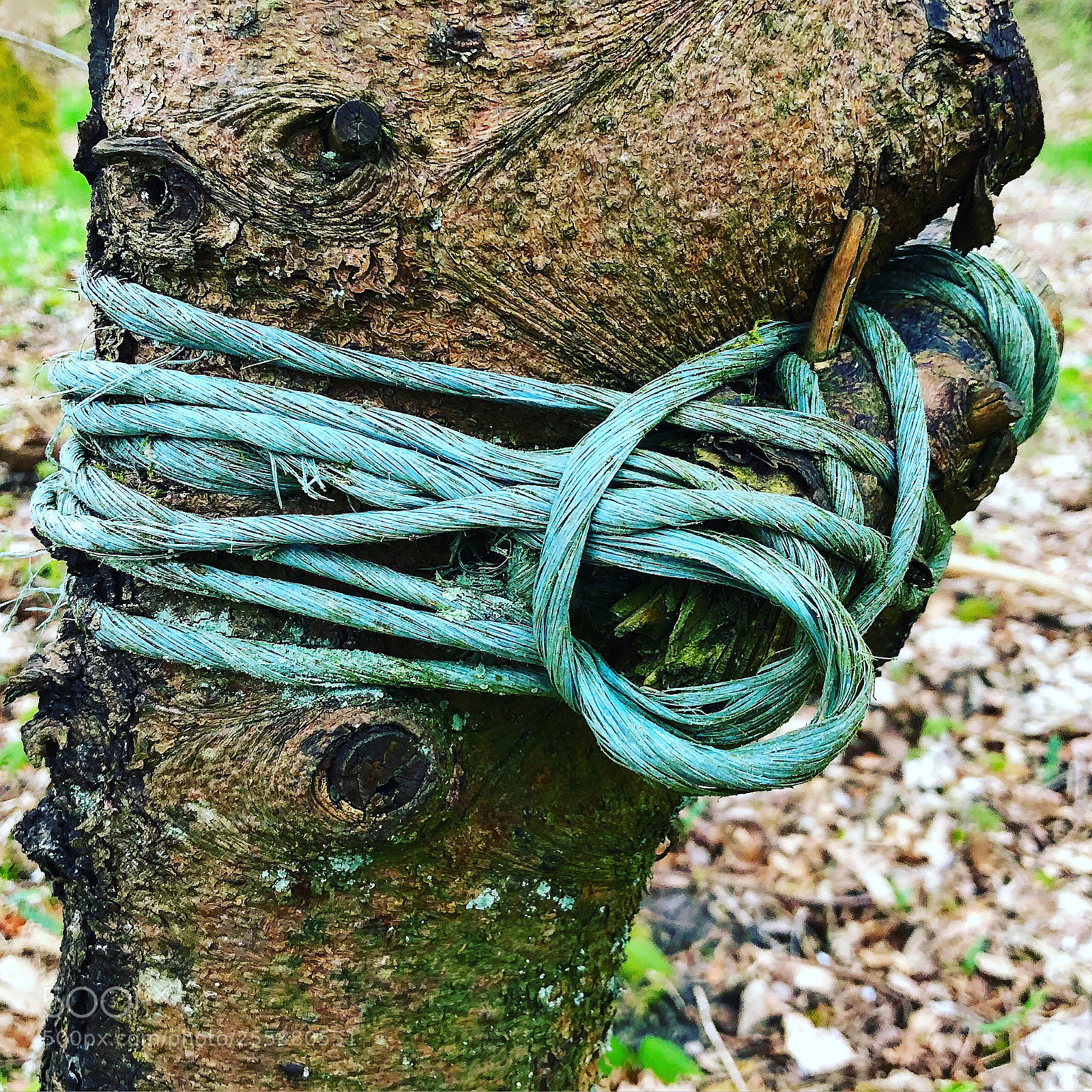 Apple iPhone 8 Plus sample photo. Rope is art photography