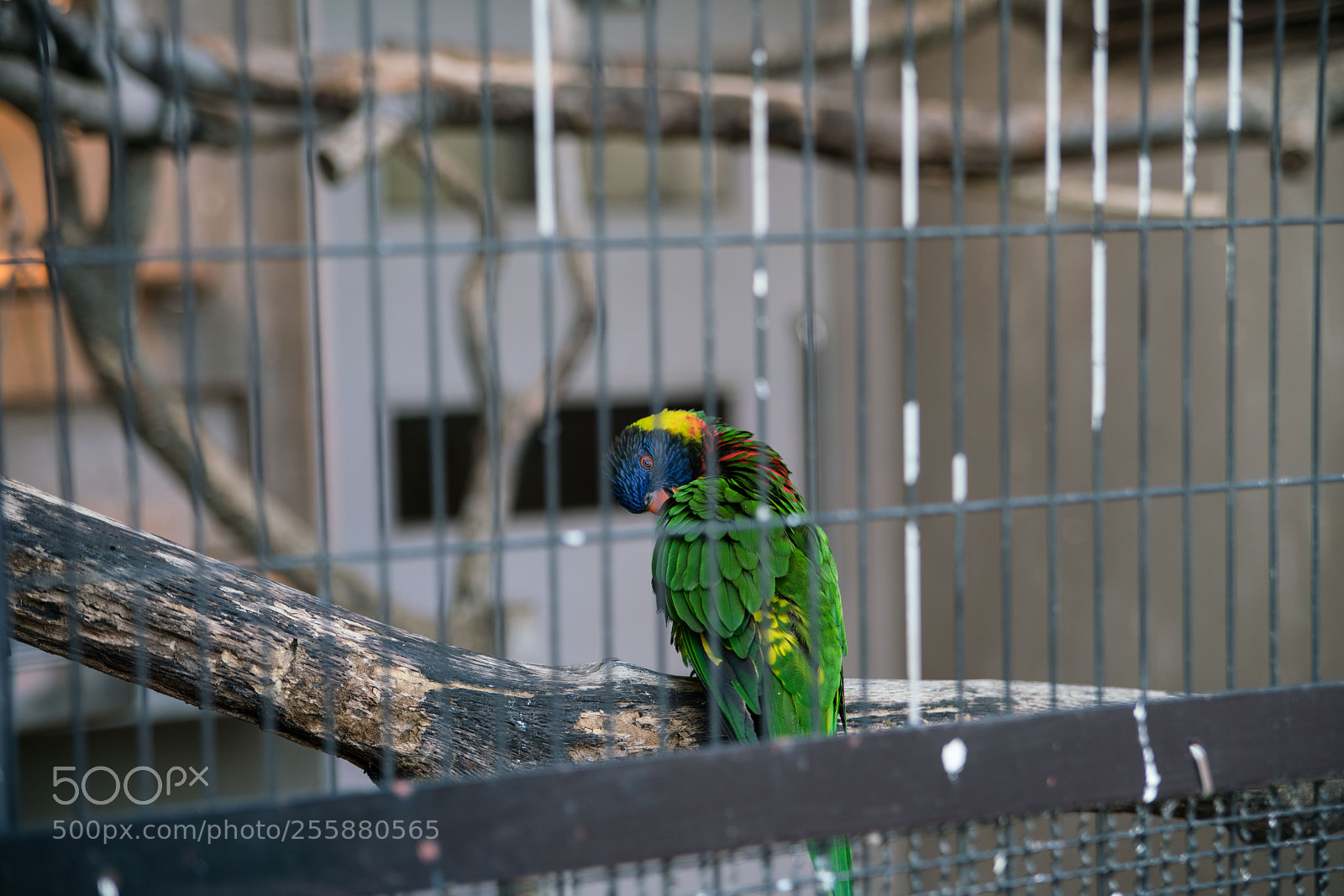 Sony a7R II sample photo. Fukuoka photography