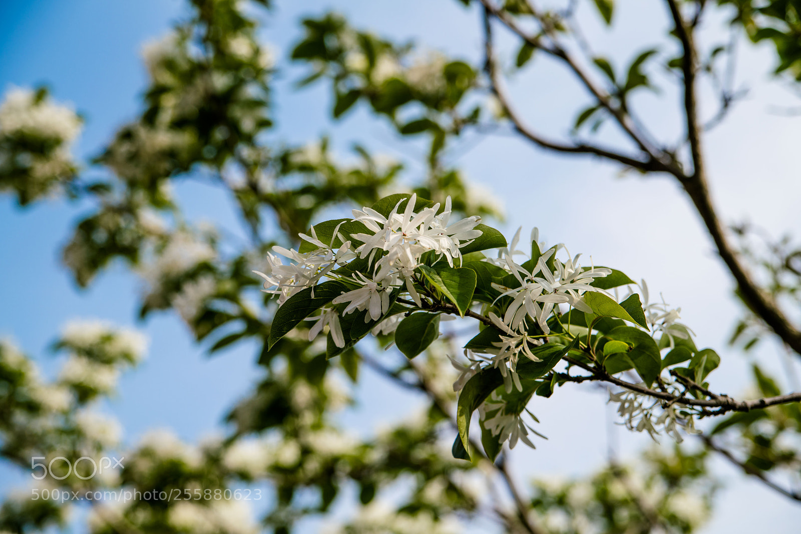 Sony a7R II sample photo. Tsushima photography