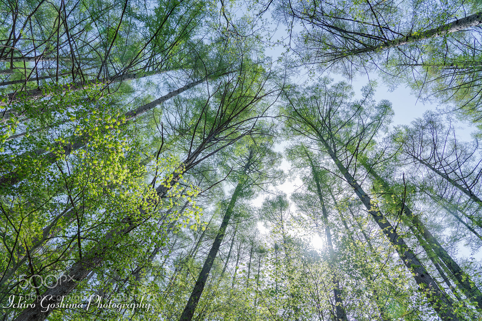 Sony a7R III sample photo. Japanese larch photography