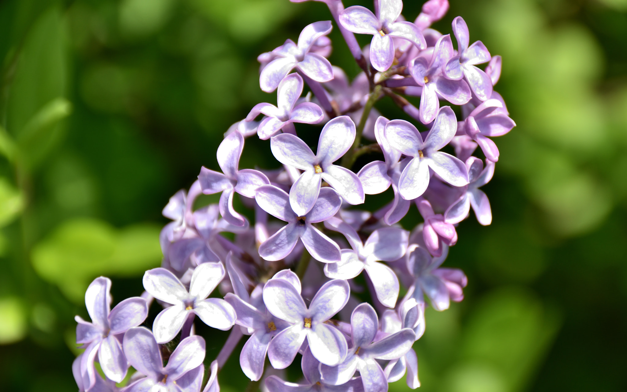 Sigma 18-250mm F3.5-6.3 DC Macro OS HSM sample photo. Lilac photography