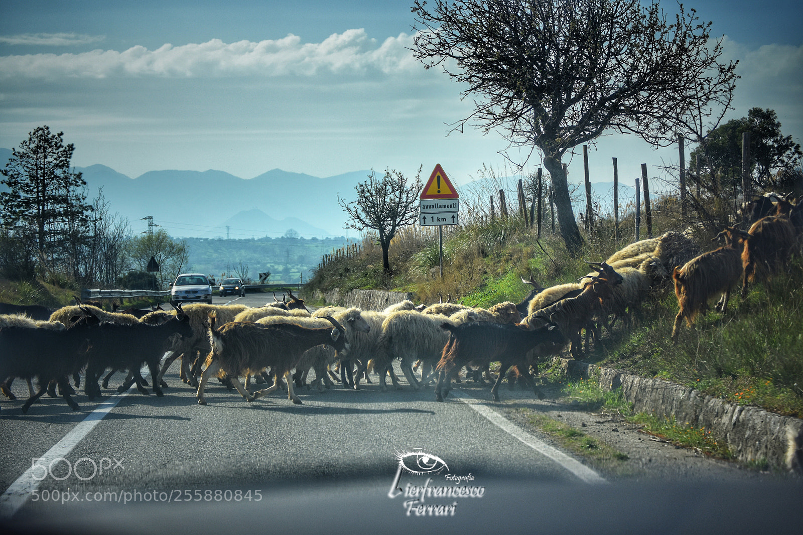 Nikon D7200 sample photo. Attraversamento c capre pecore photography