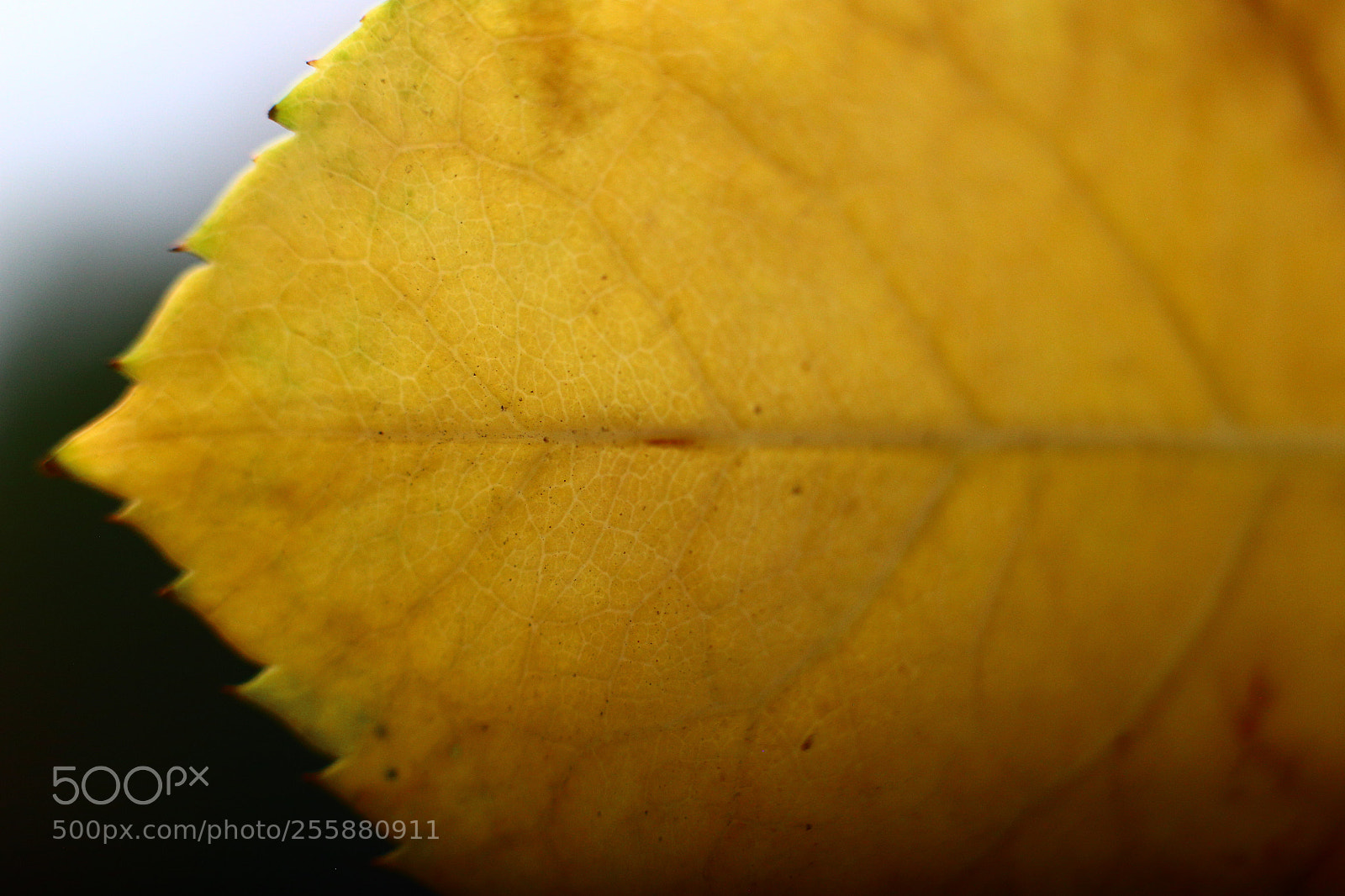 Canon EOS 6D + Canon EF 50mm F1.8 STM sample photo. Lines photography