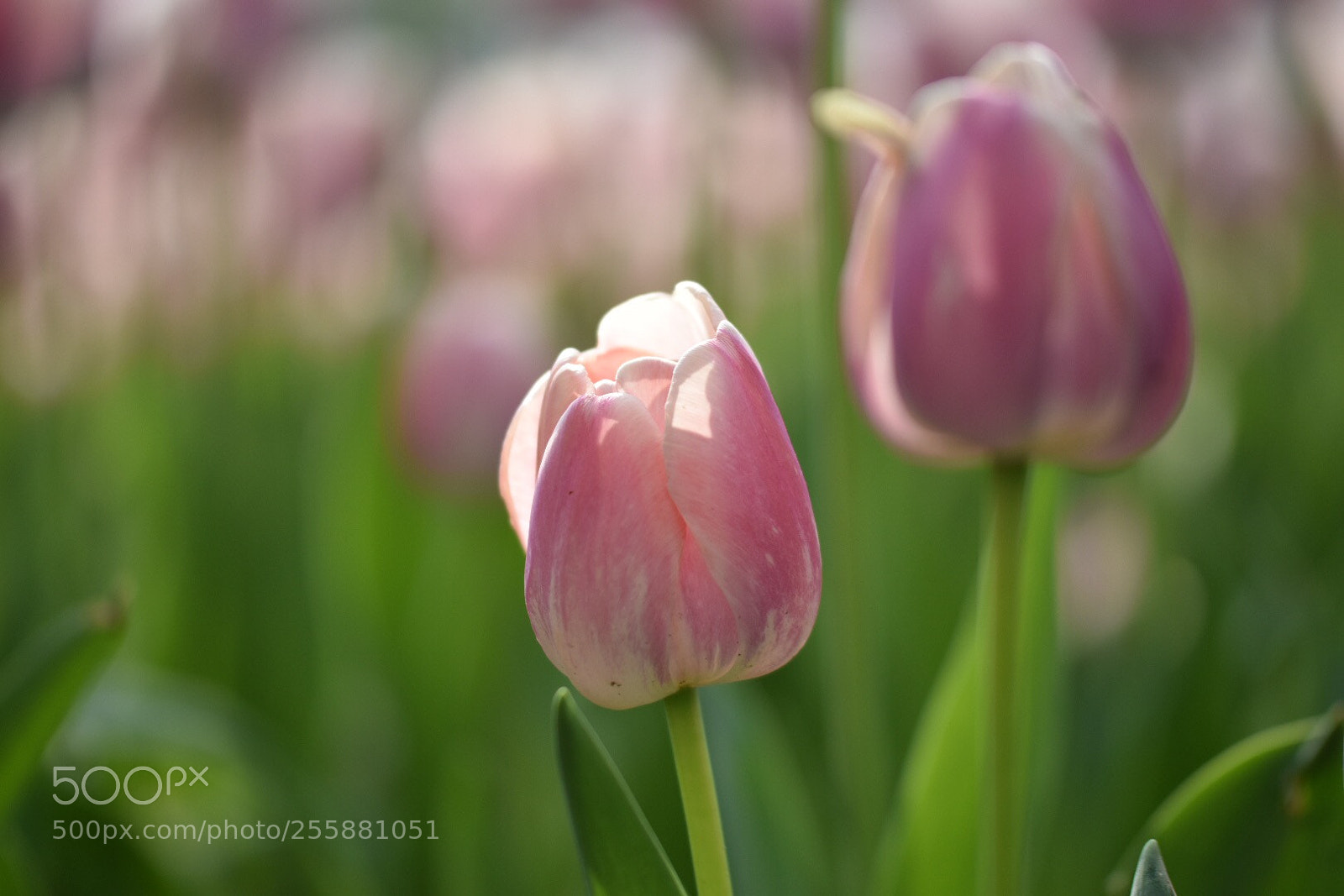 Nikon D5500 sample photo. Tulip7 photography