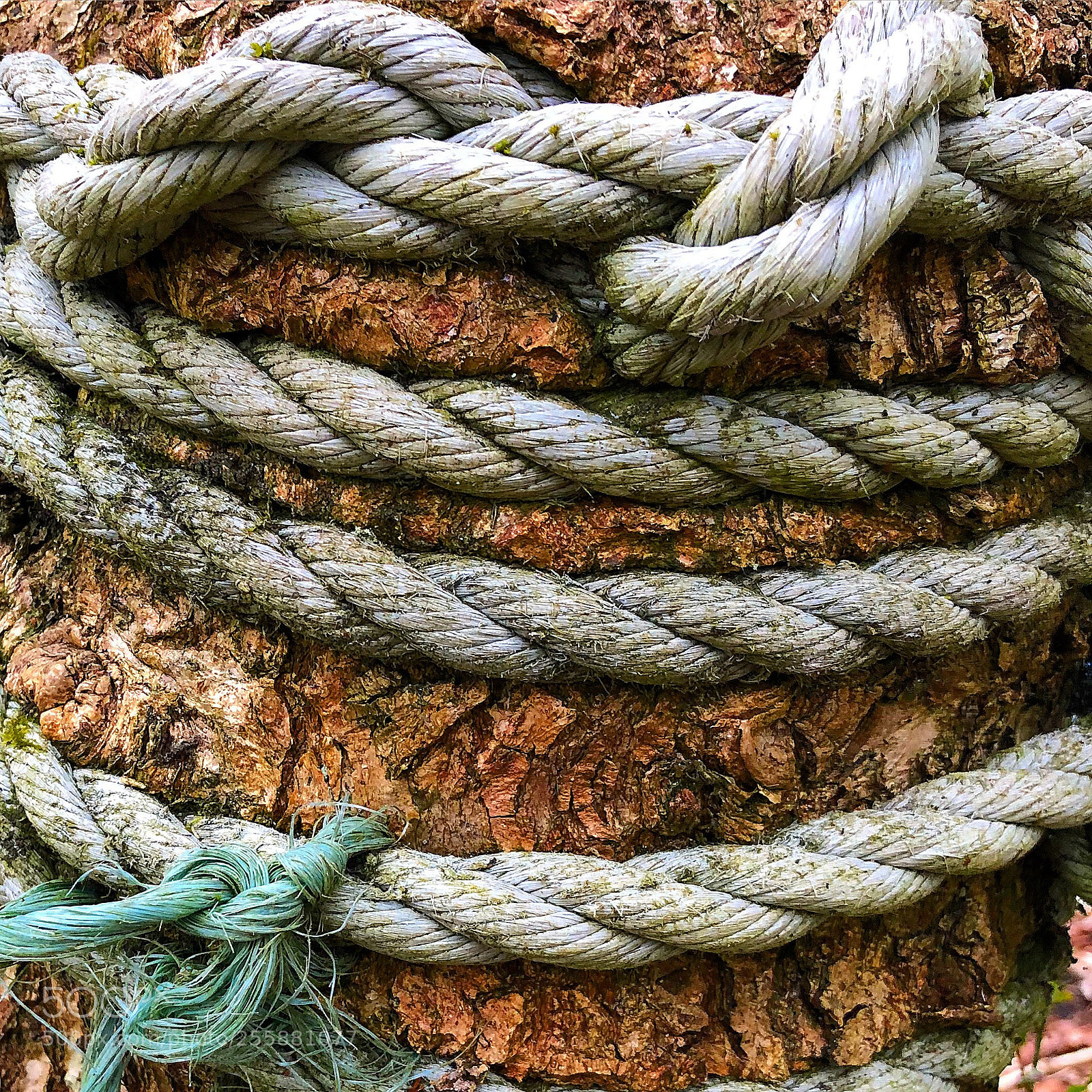Apple iPhone 8 Plus sample photo. A world of ropes photography