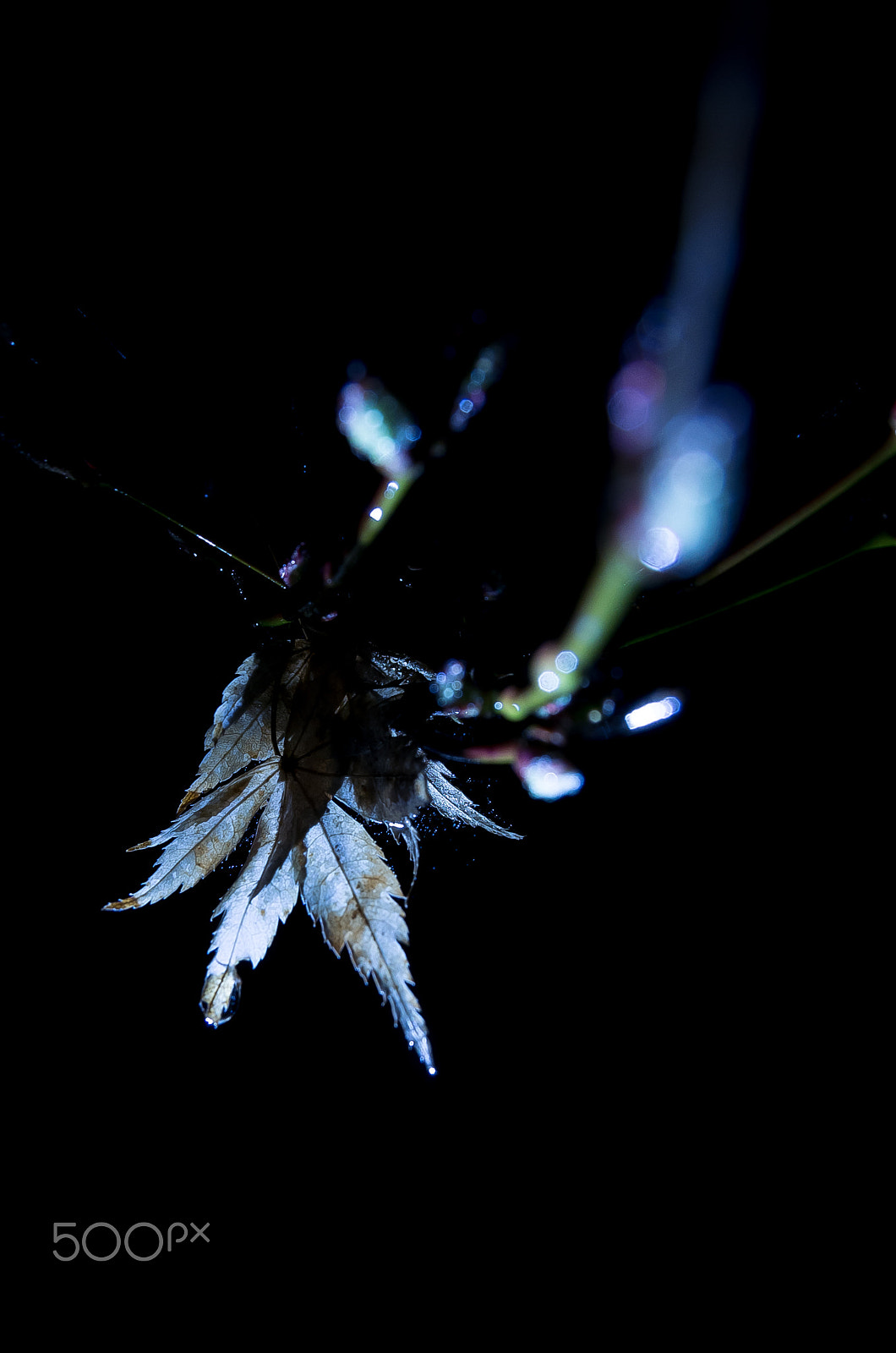 Pentax K-5 IIs sample photo. Dead leaves           ... beauty photography