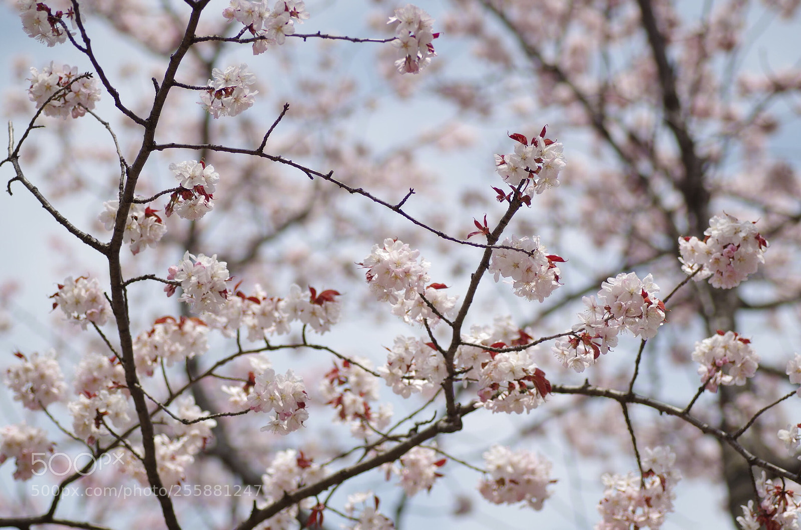 Pentax K-30 sample photo. In full blossom photography