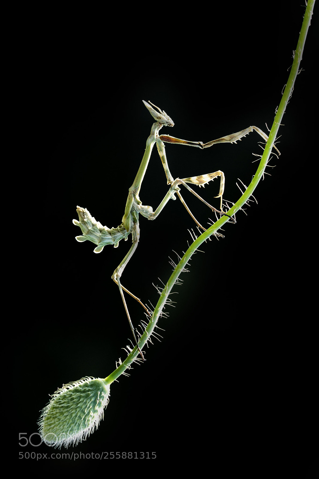 Nikon D610 sample photo. Predator photography