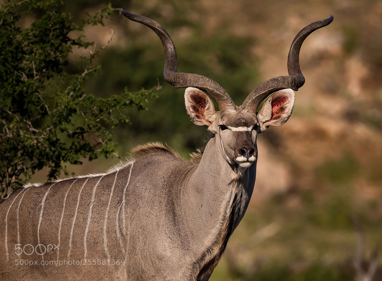 Canon EOS-1D X Mark II sample photo. Kudu photography