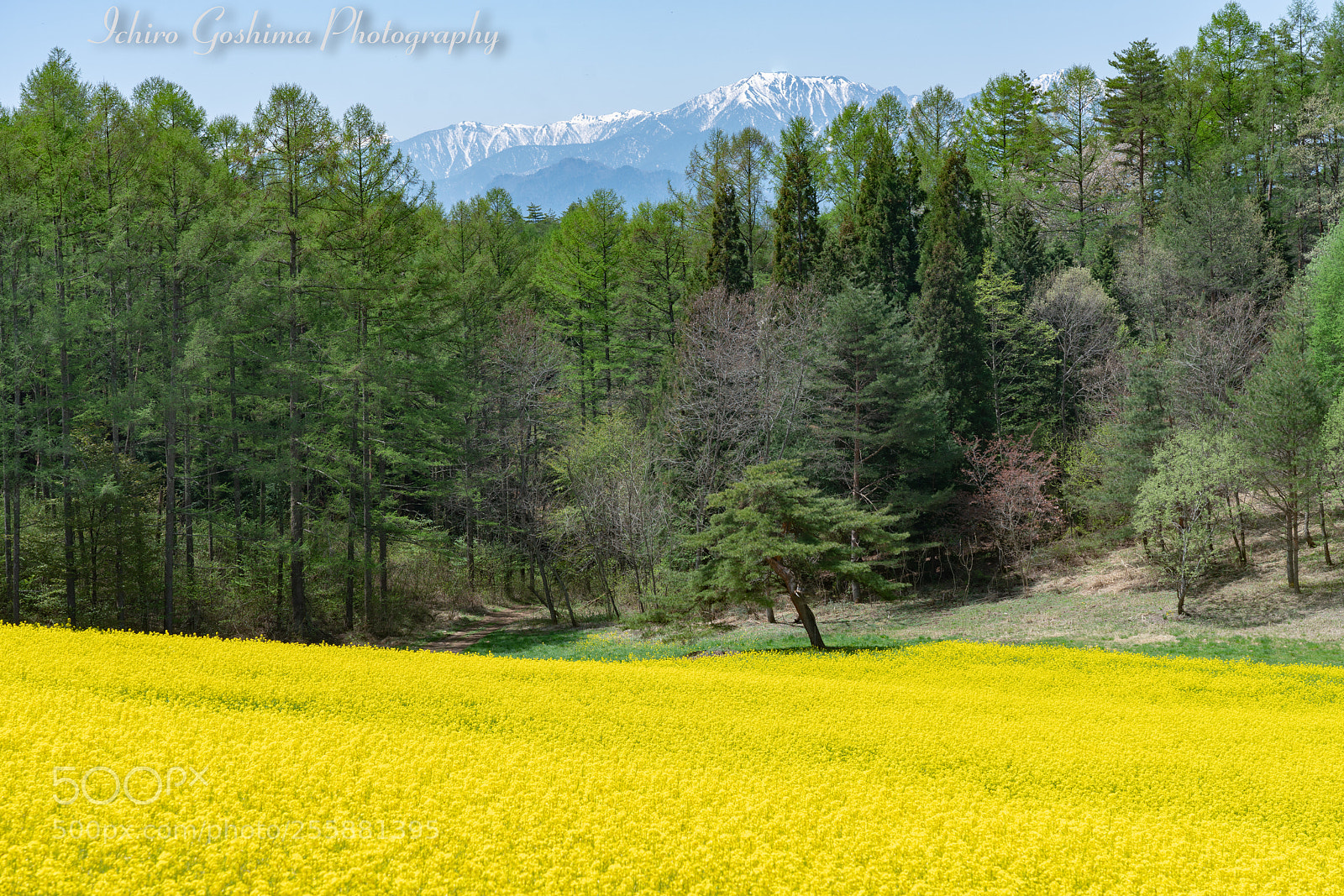 Sony a7R III sample photo. Nakayama highland photography