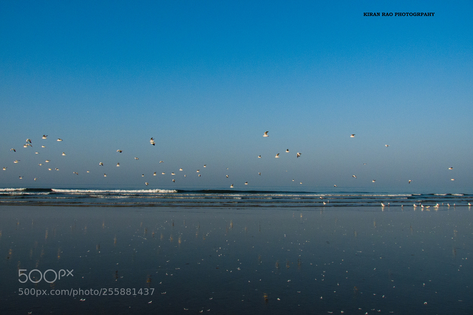 Panasonic Lumix DMC-FZ28 sample photo. Seagulls @ ganapatipule photography