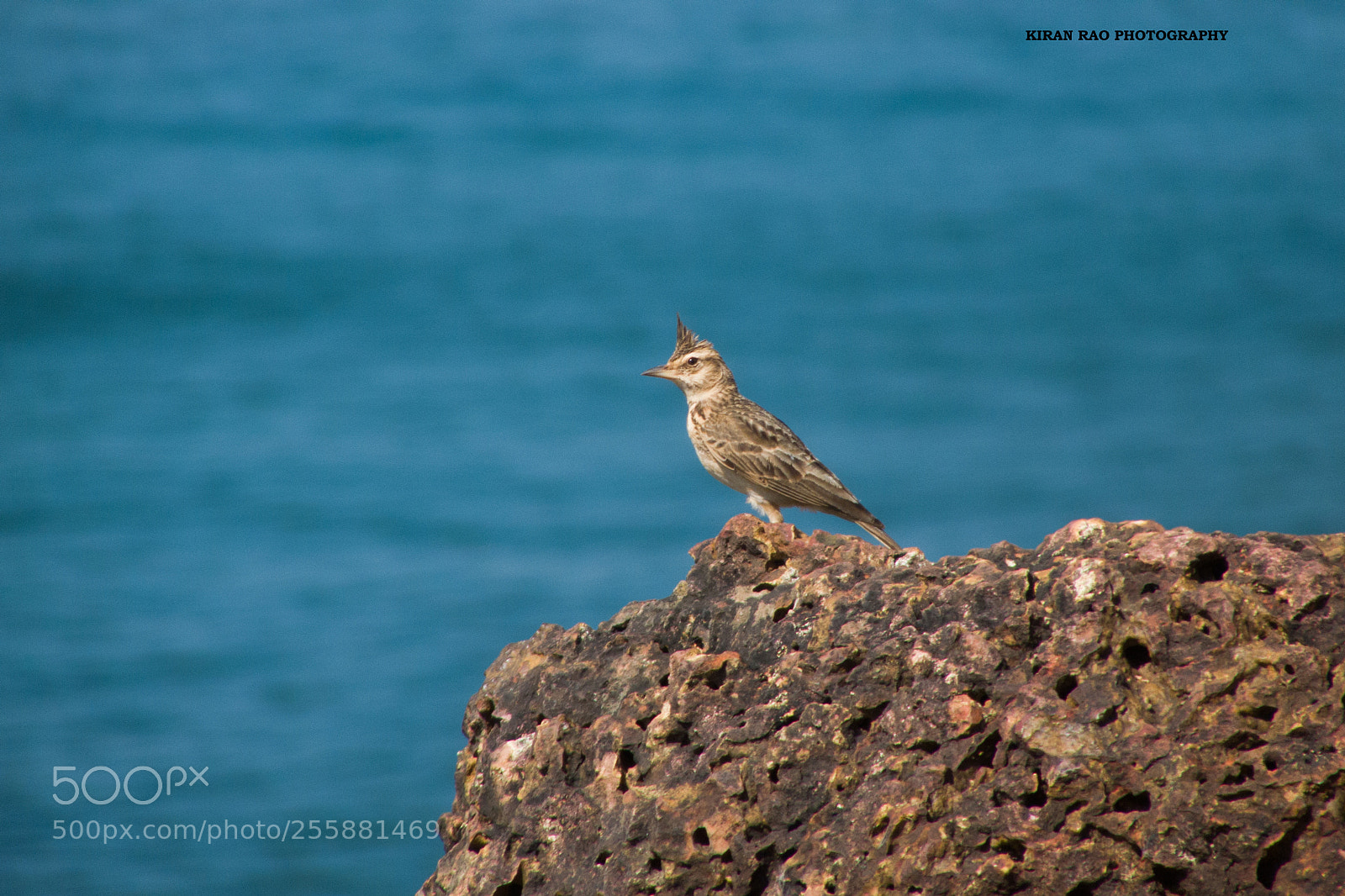 Panasonic Lumix DMC-FZ28 sample photo. Malabar lark photography