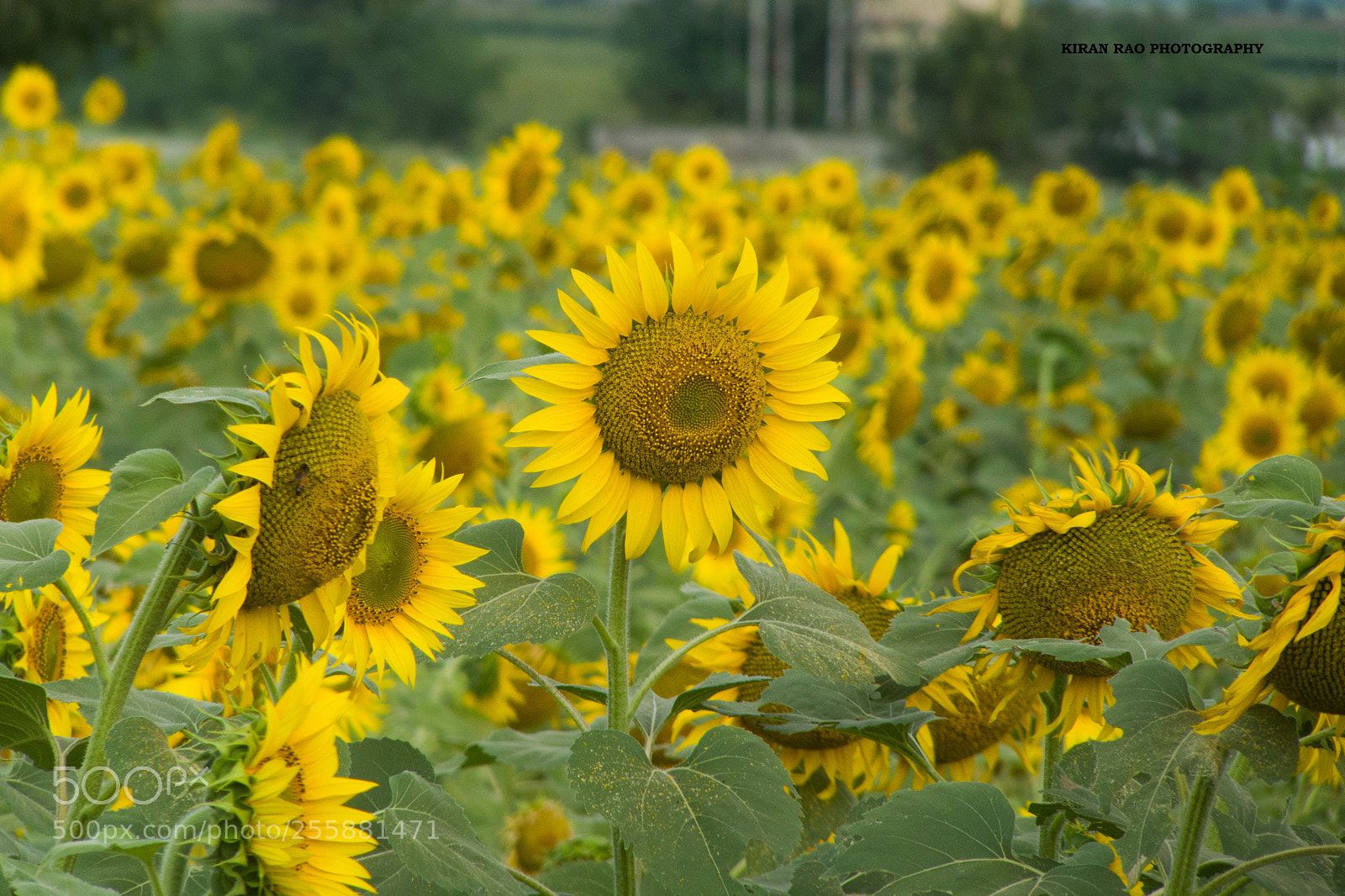 Panasonic Lumix DMC-FZ28 sample photo. Sun flower photography