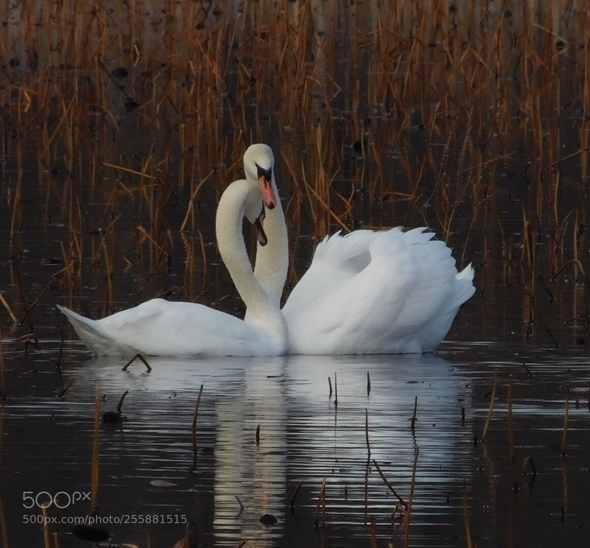 Nikon Coolpix L840 sample photo. Mute swans photography