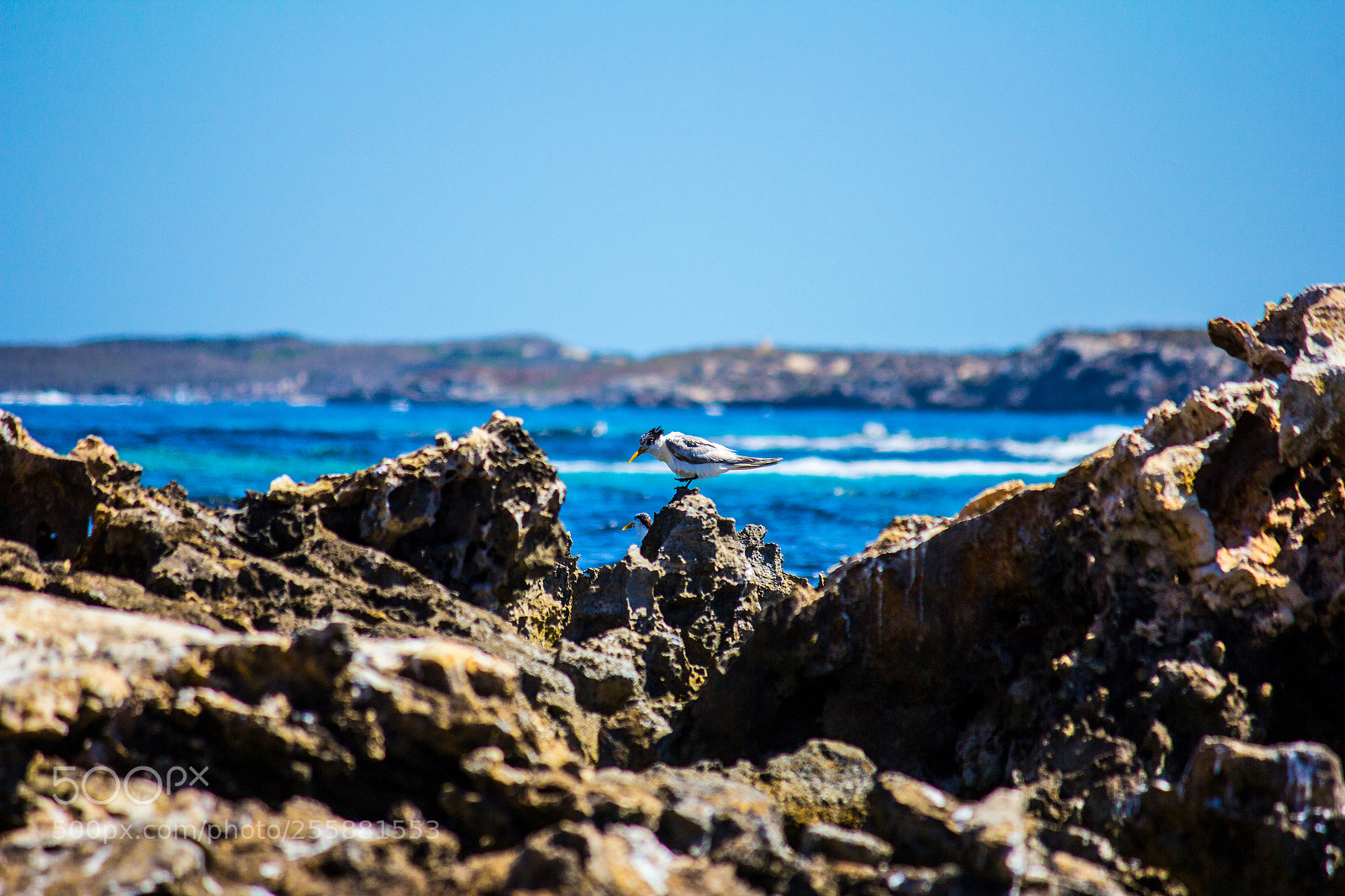 Canon EOS 60D sample photo. Rottnest gull photography