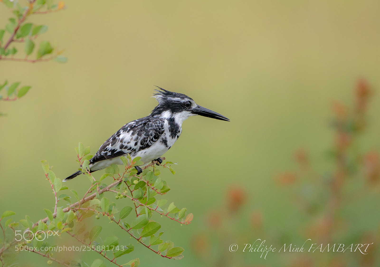 Canon EOS 5D Mark IV sample photo. Royal kingfischer at masai photography