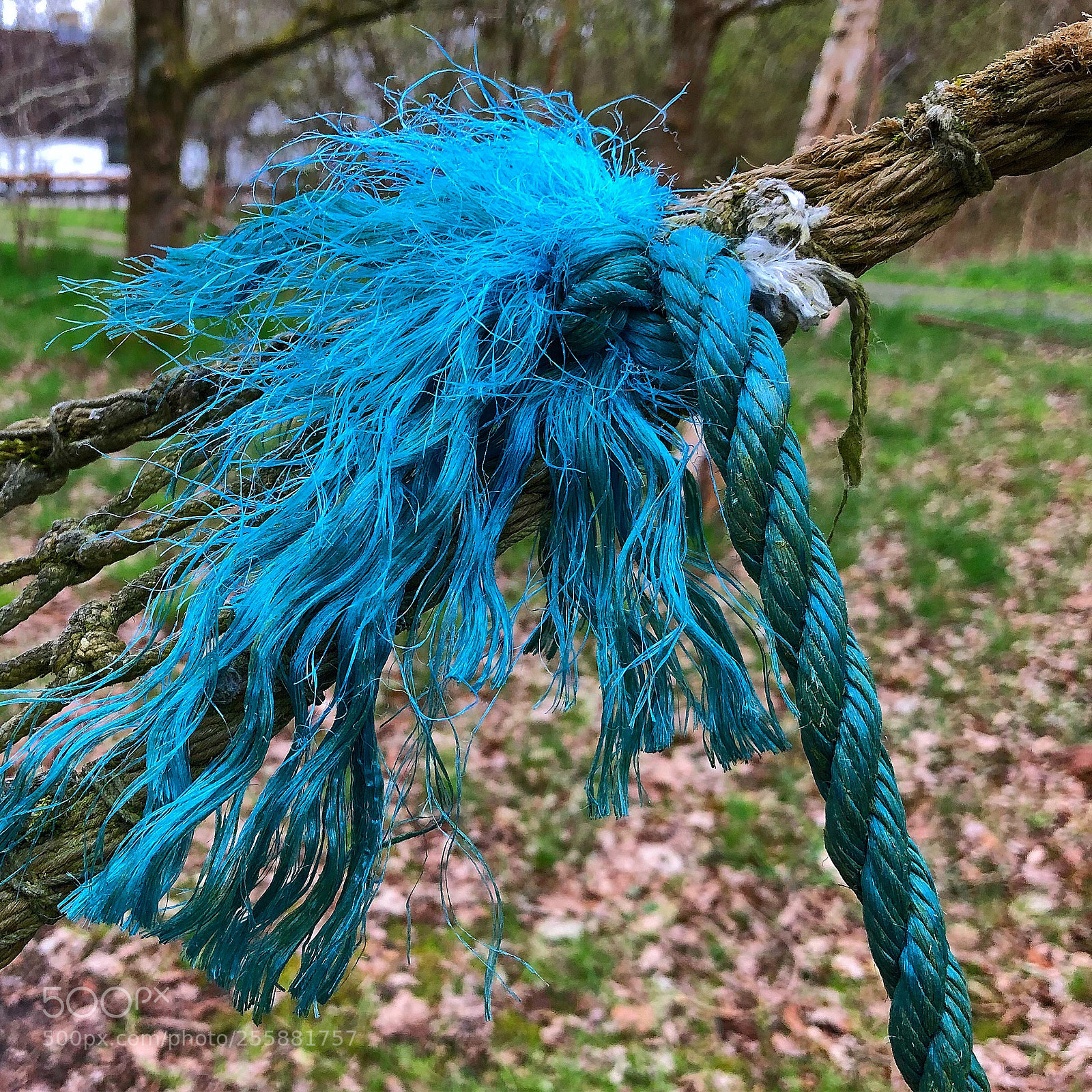 Apple iPhone 8 Plus sample photo. Each rope has its photography