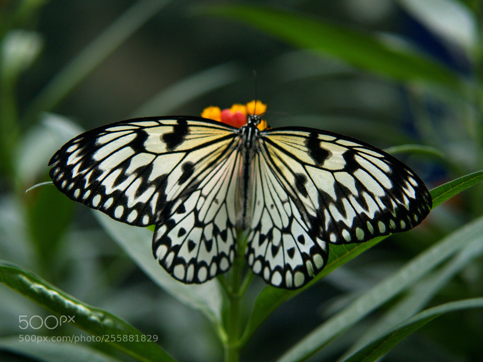 Olympus E-300 (EVOLT E-300) sample photo. Paper kite butterfly photography