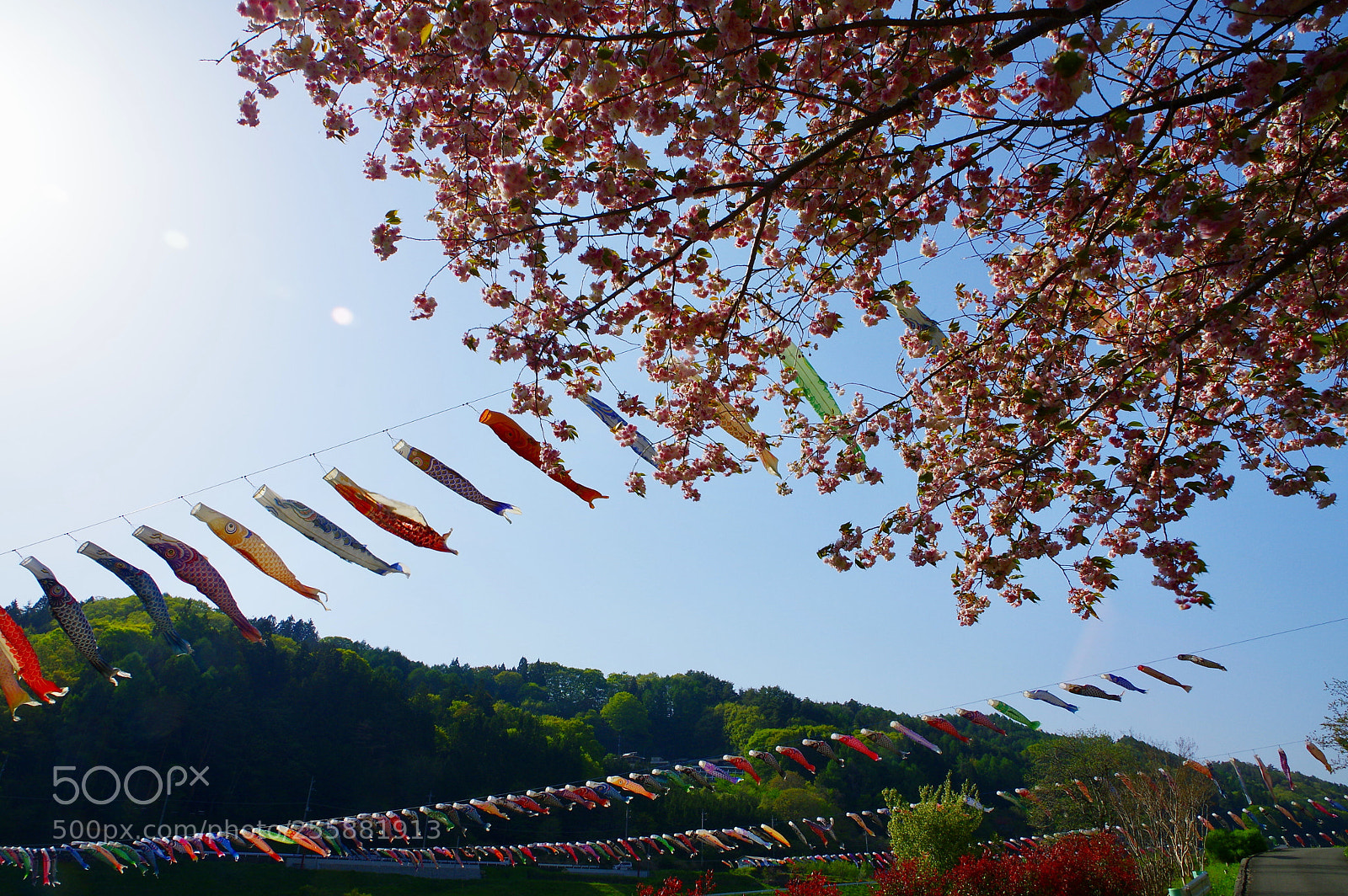 Pentax K-3 II sample photo. When the cherry blossom photography
