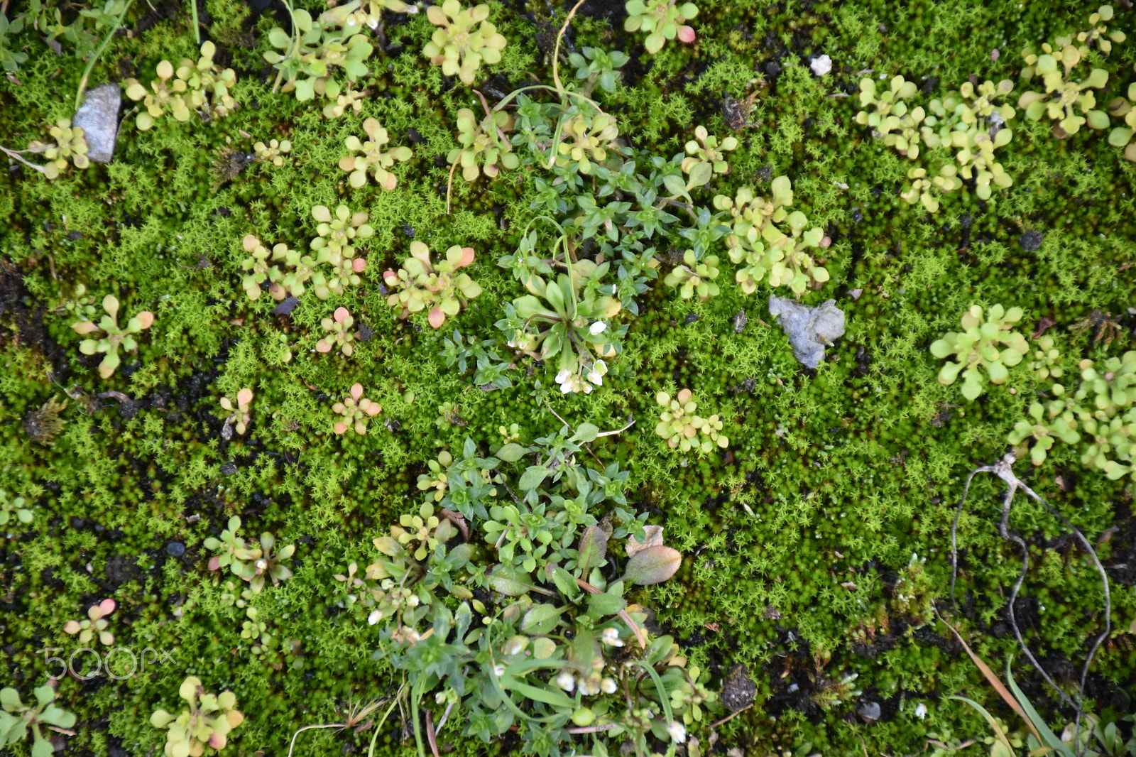 Nikon D5500 sample photo. Forest floor photography