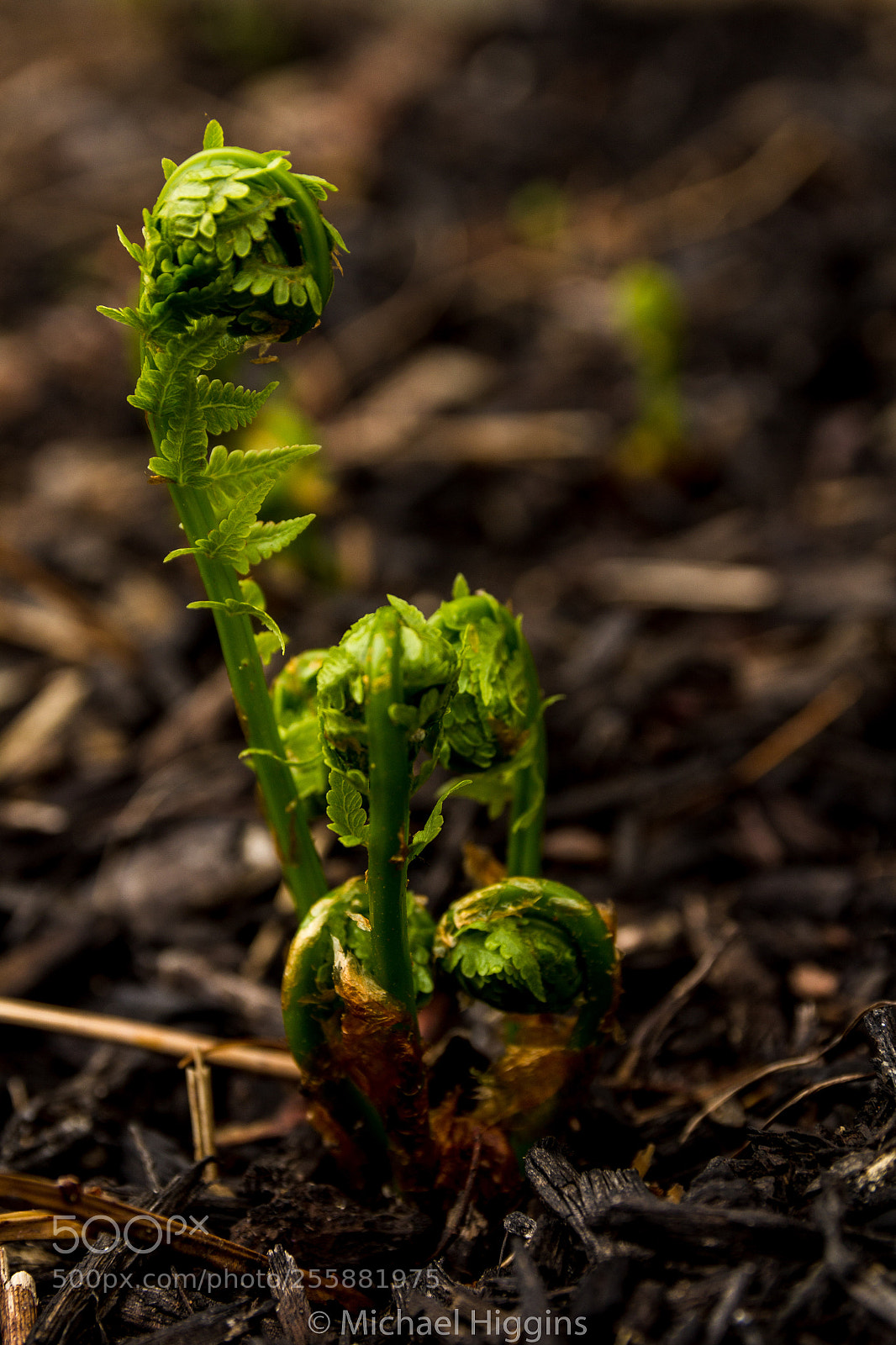Canon EOS 1200D (EOS Rebel T5 / EOS Kiss X70 / EOS Hi) sample photo. Spring fern photography