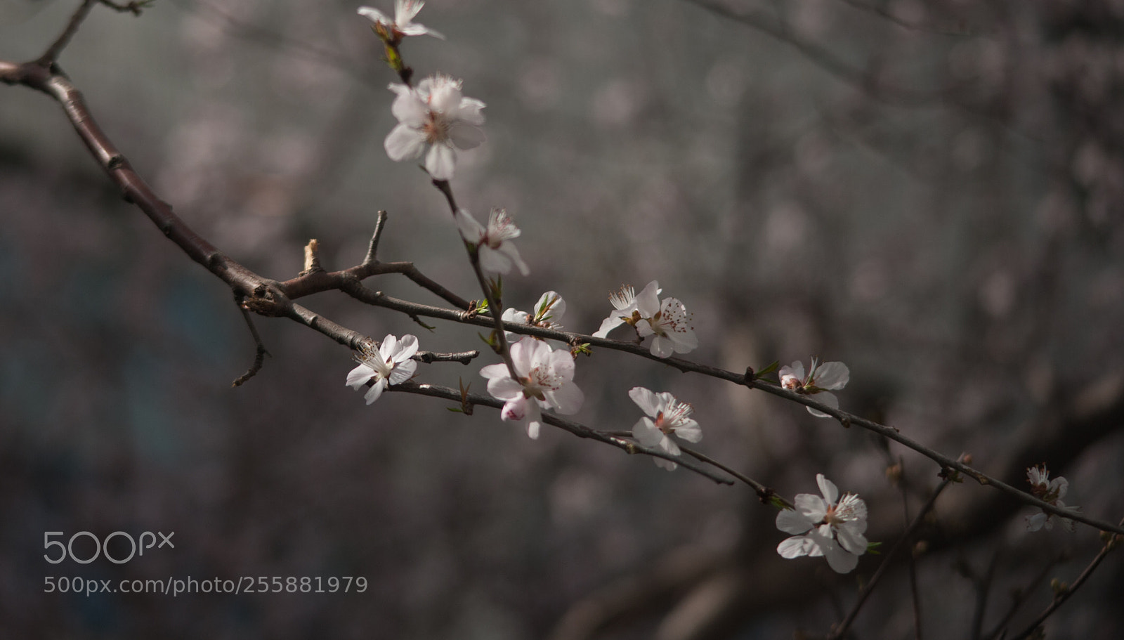 Nikon D700 sample photo. 2018-3 photography
