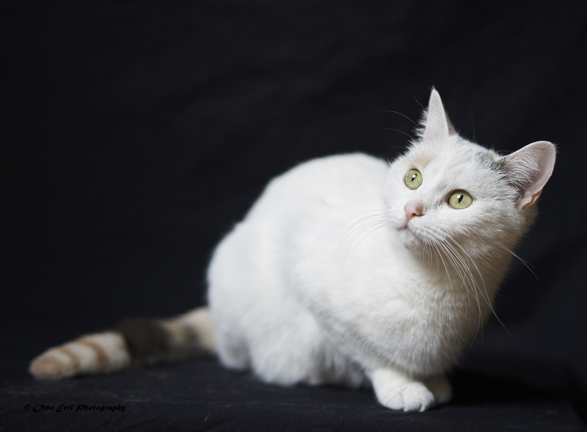 Sony MODEL-NAME sample photo. My cat photography