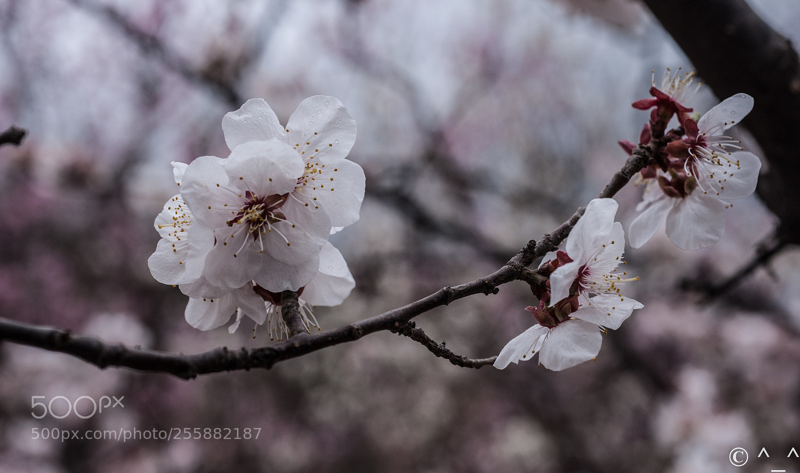 Nikon D700 sample photo. 2018-3 photography