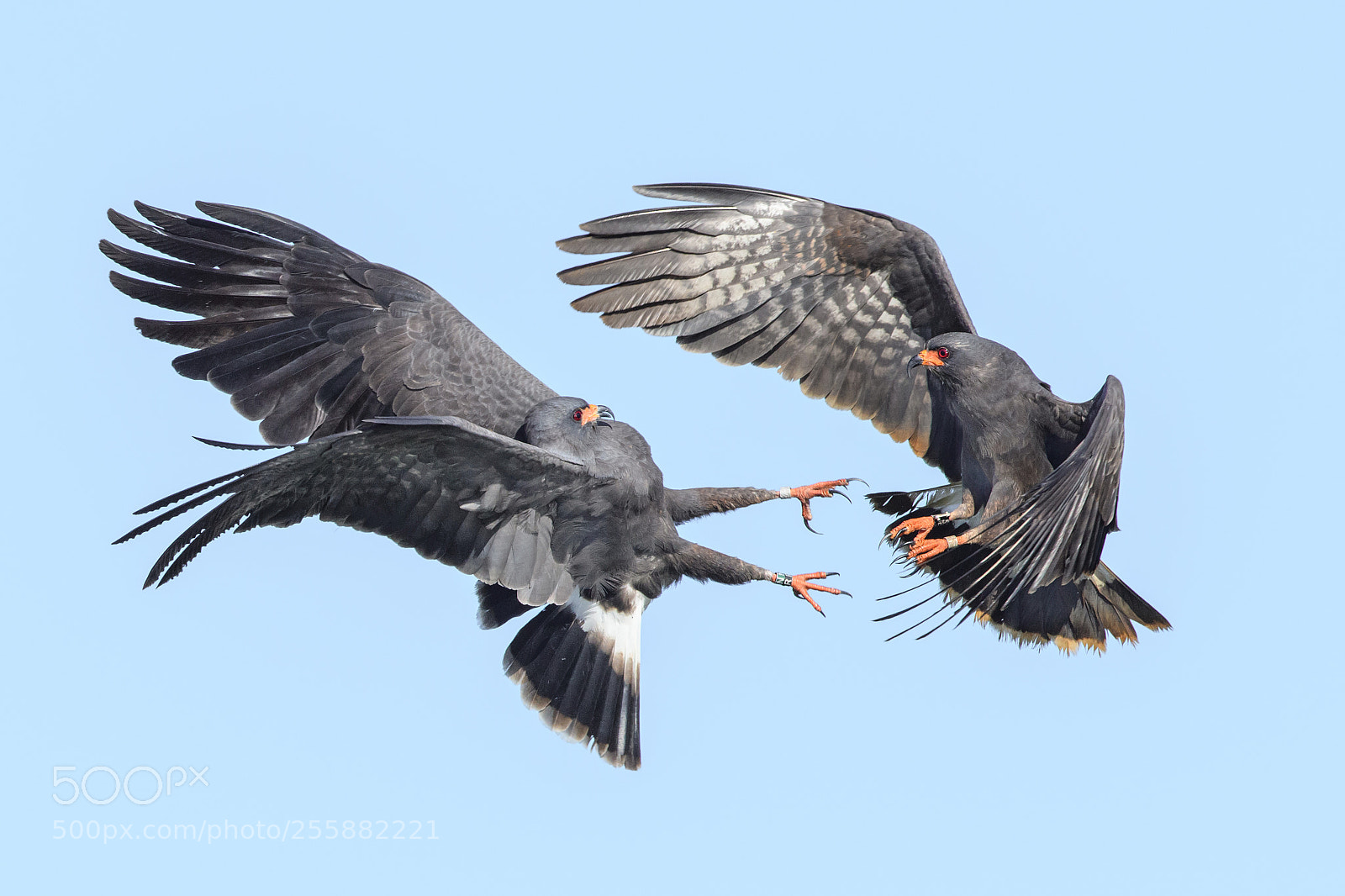 Nikon D850 sample photo. Aerial aggression photography