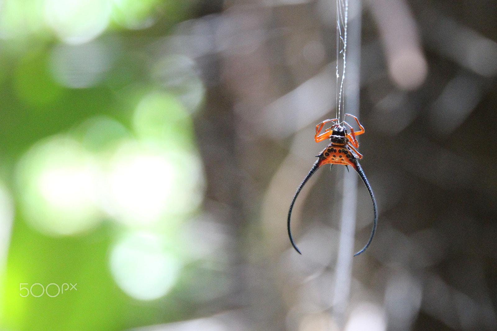 Canon EOS 650D (EOS Rebel T4i / EOS Kiss X6i) sample photo. Bako nationalpark spyder at work photography