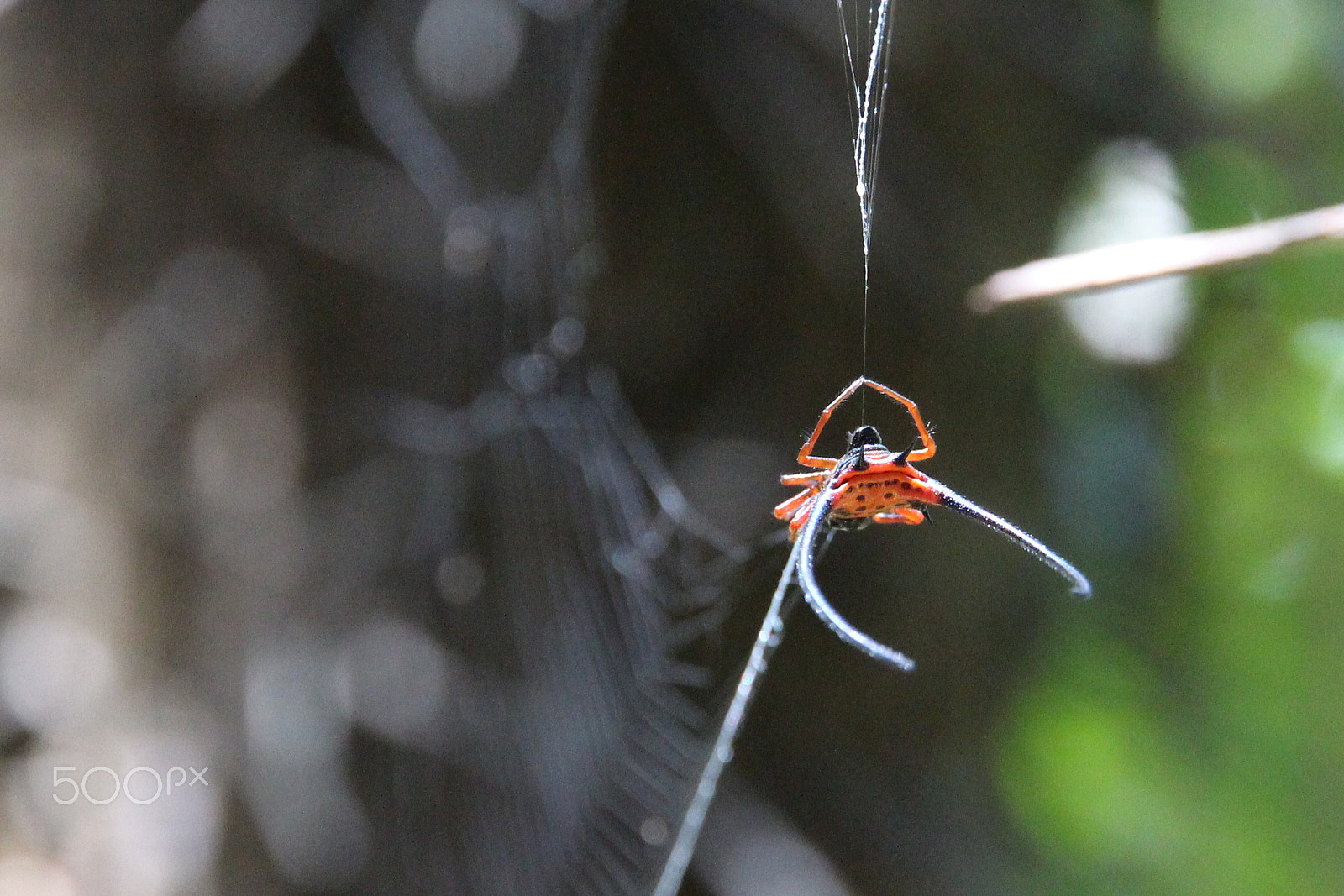 Canon EOS 650D (EOS Rebel T4i / EOS Kiss X6i) sample photo. Bako nationalpark spyder at work photography