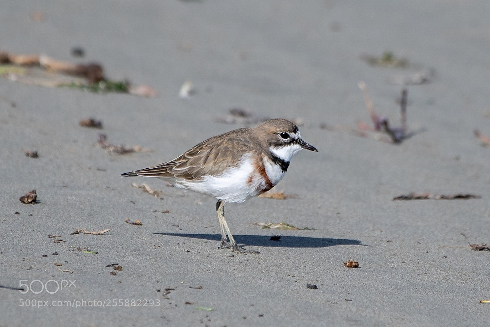 Nikon D500 sample photo. Banded dotterel t turiwhatu photography