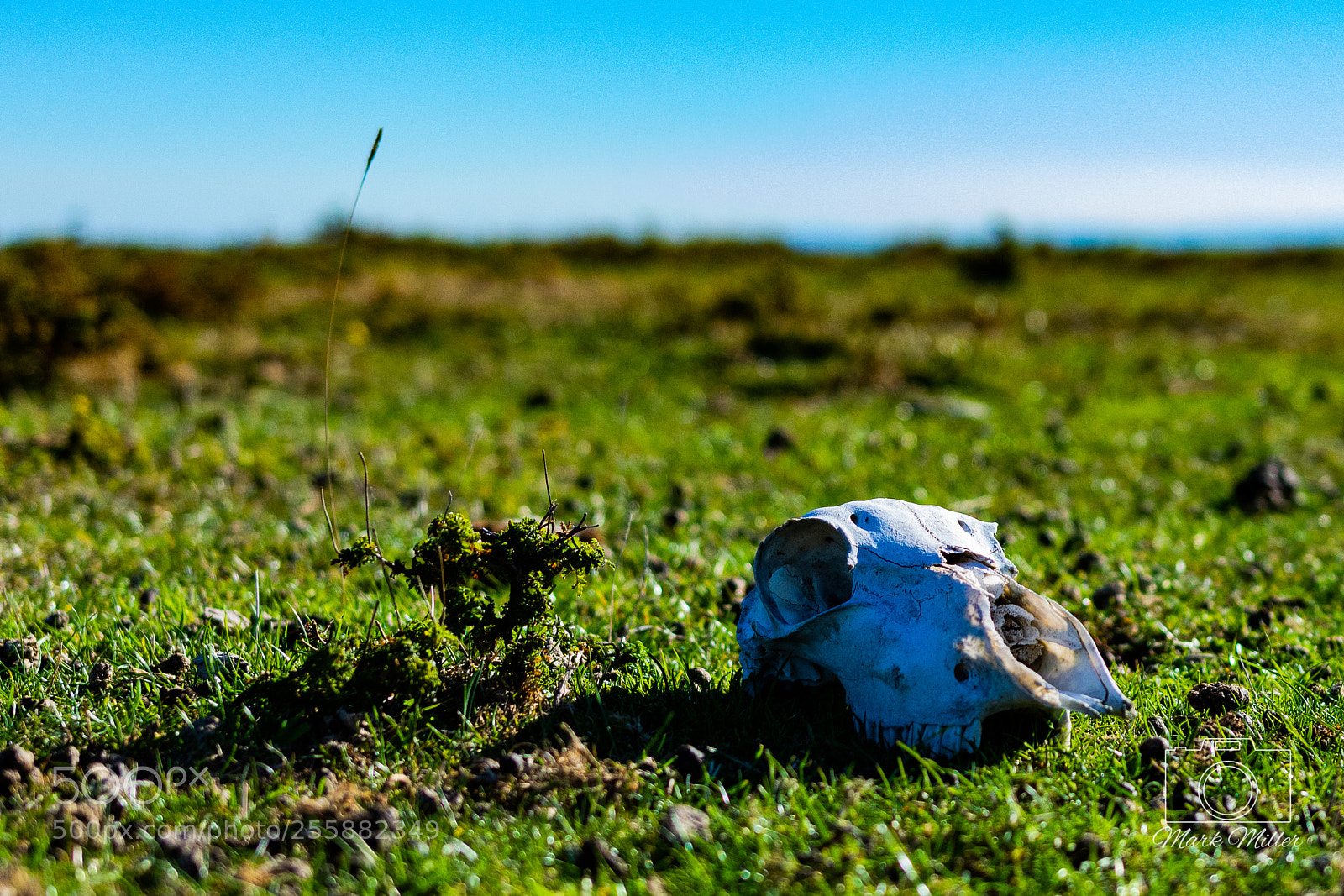 Nikon D7200 sample photo. Farm life photography