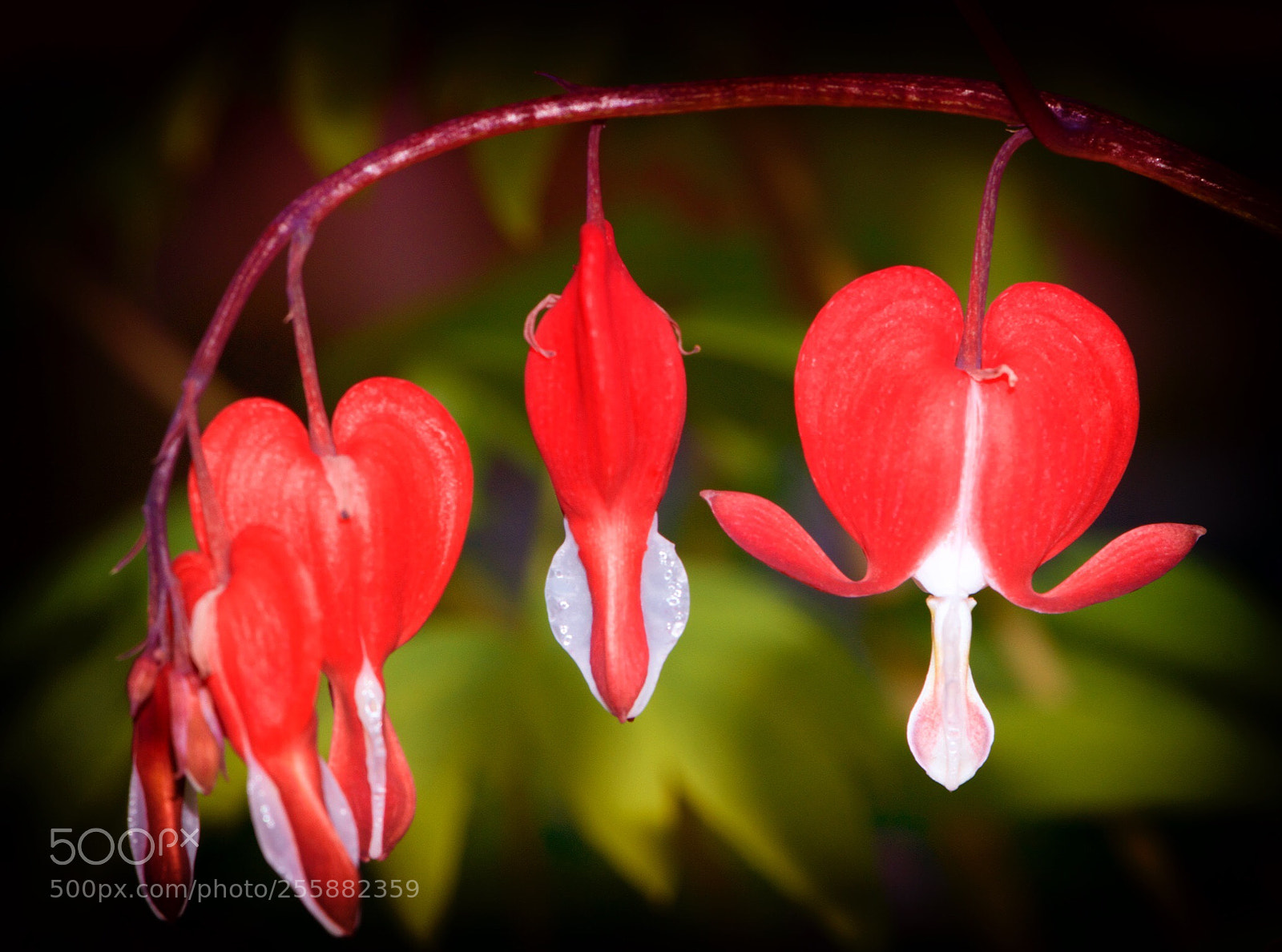 Nikon D800 sample photo. Hearts in the garden photography