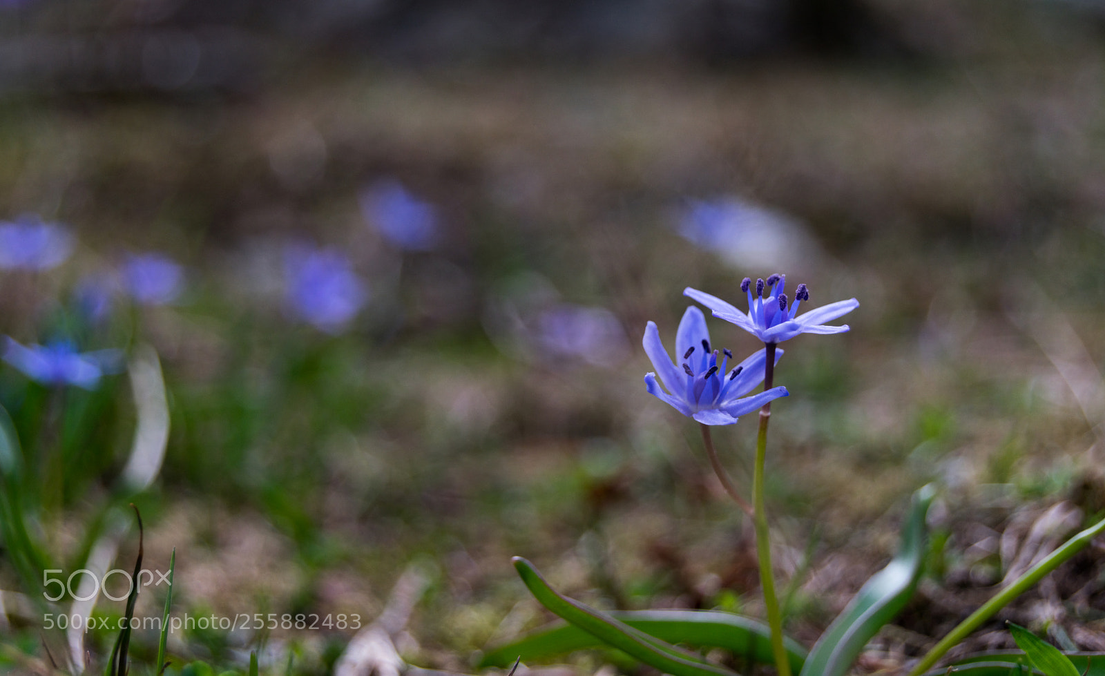Nikon D3300 sample photo. Flowers photography