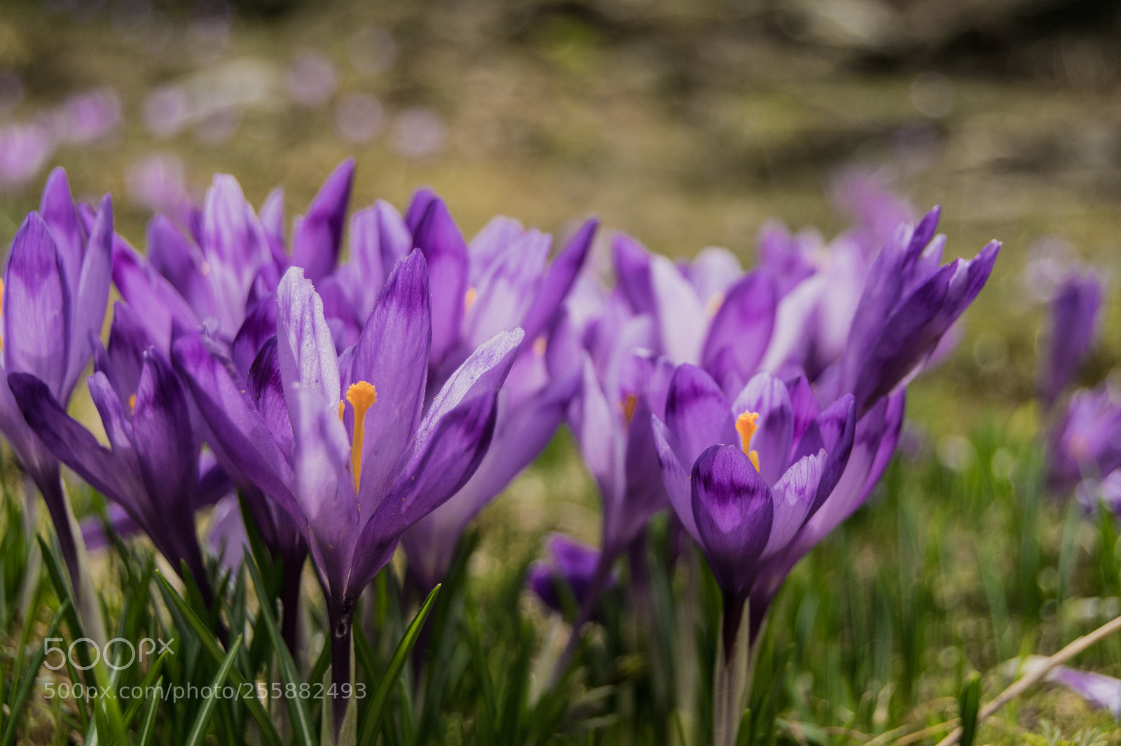 Nikon D3300 sample photo. Flowers photography