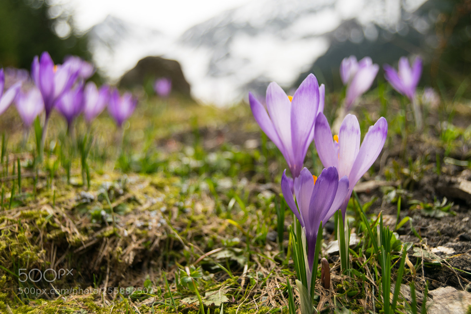 Nikon D3300 sample photo. Flowers photography
