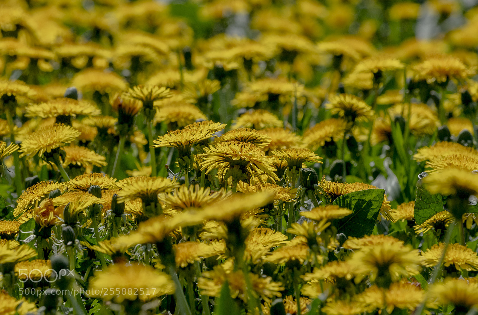Nikon D850 sample photo. Taraxacum officinale photography