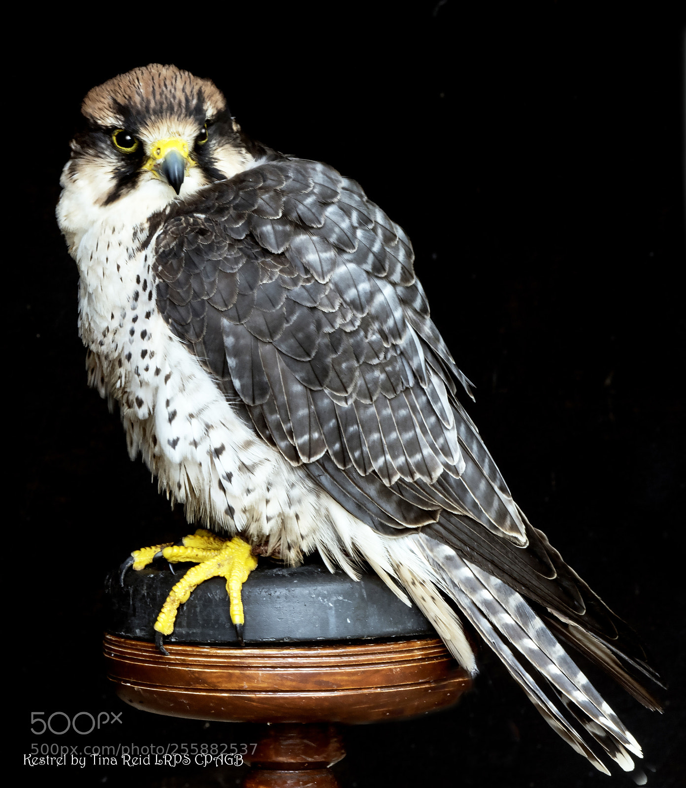 Nikon D500 sample photo. Portrait of a kestrel photography