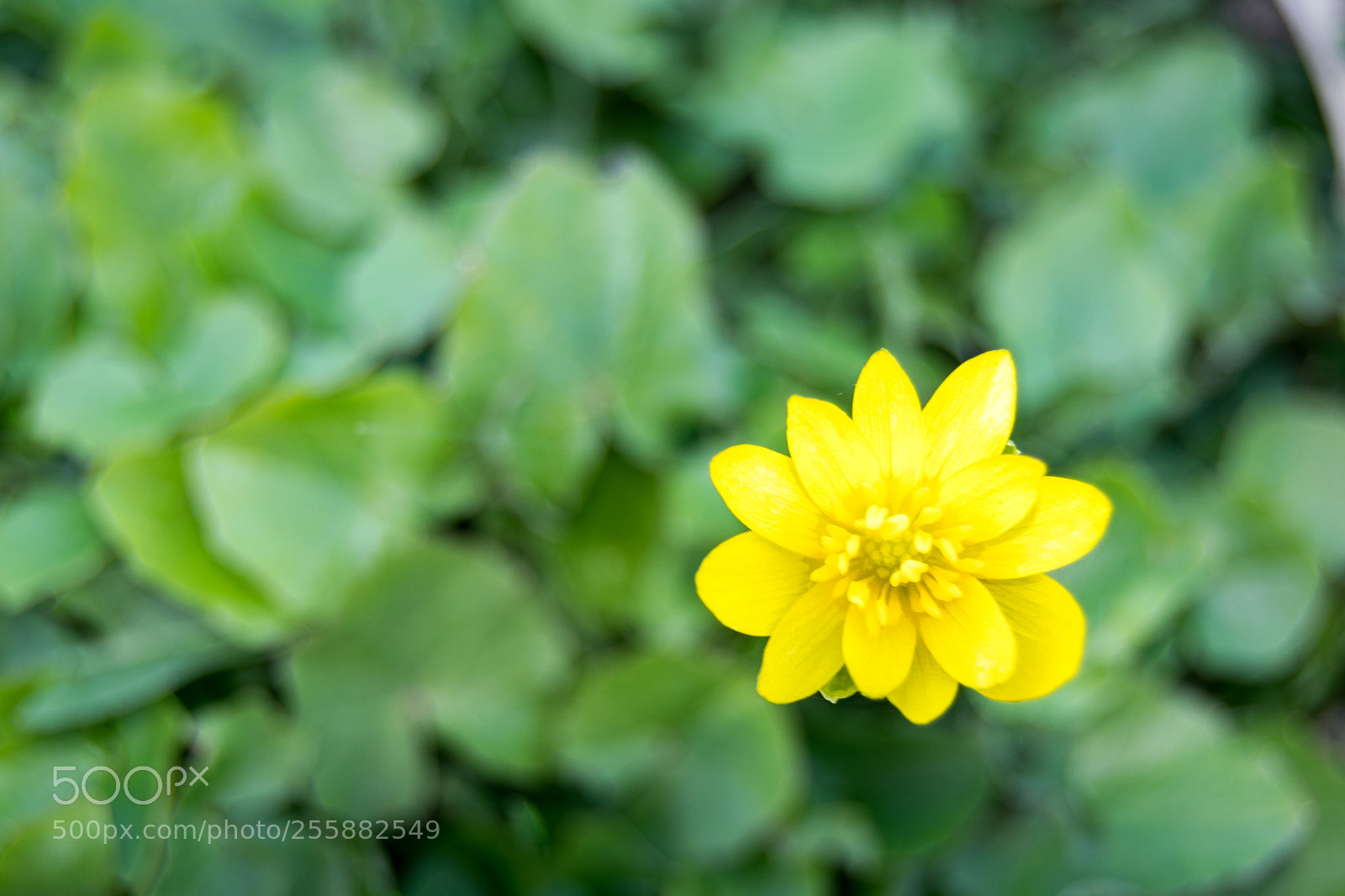 Nikon D3300 sample photo. Flowers photography