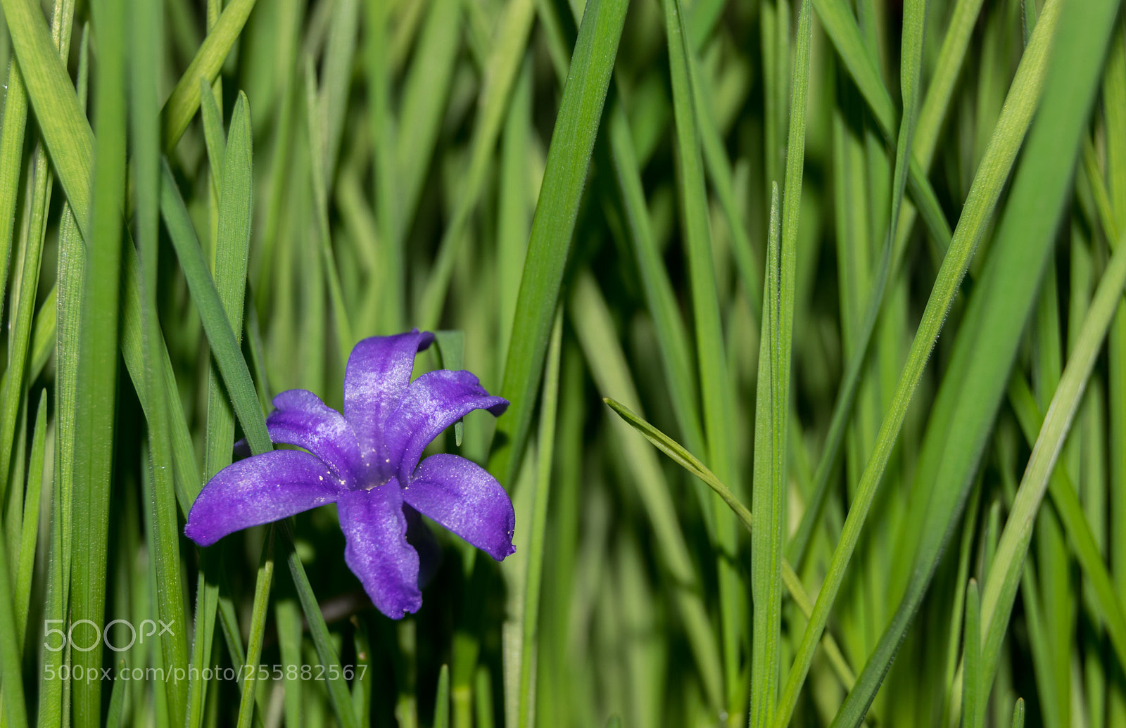 Nikon D3300 sample photo. Flowers photography