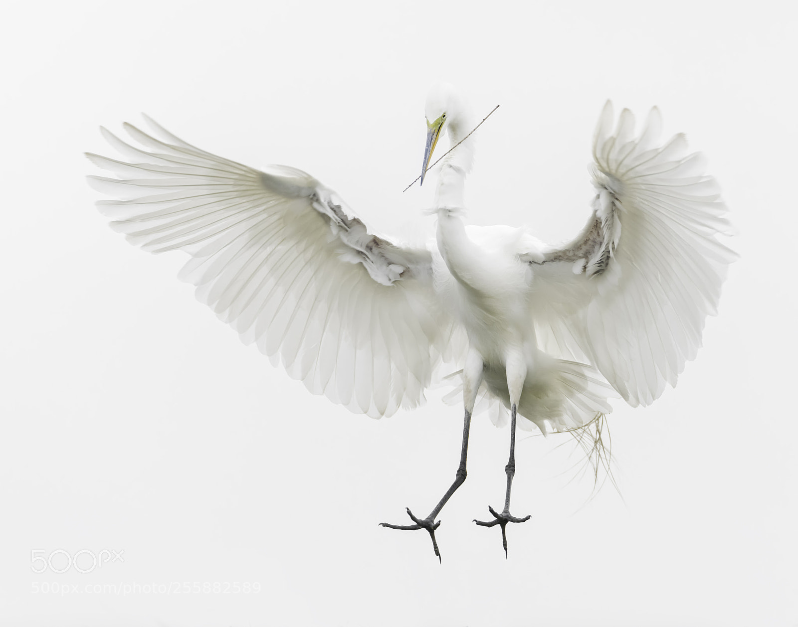 Nikon D850 sample photo. Landing egret... photography