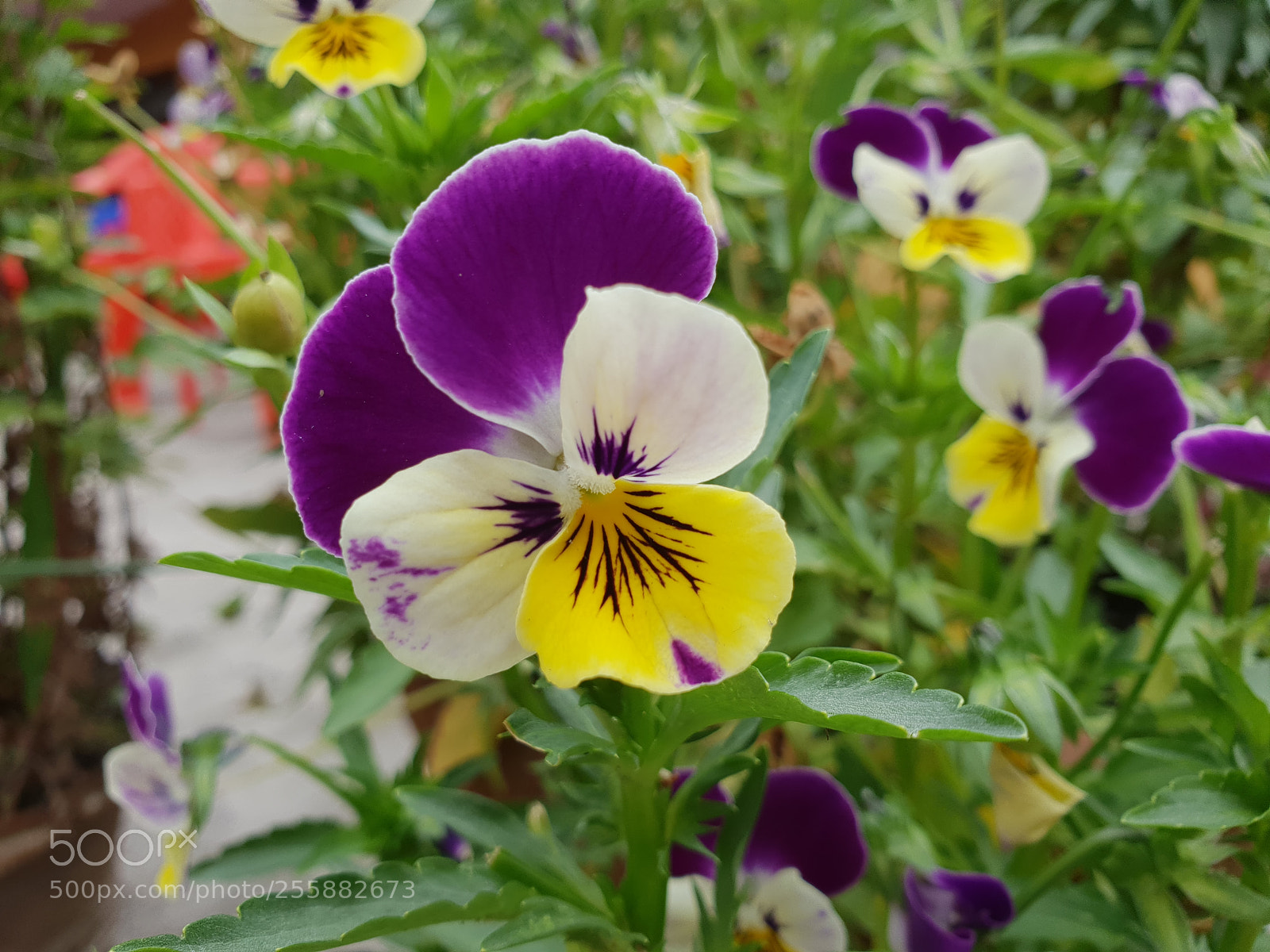 Samsung Galaxy S9+ sample photo. फुल - flower photography