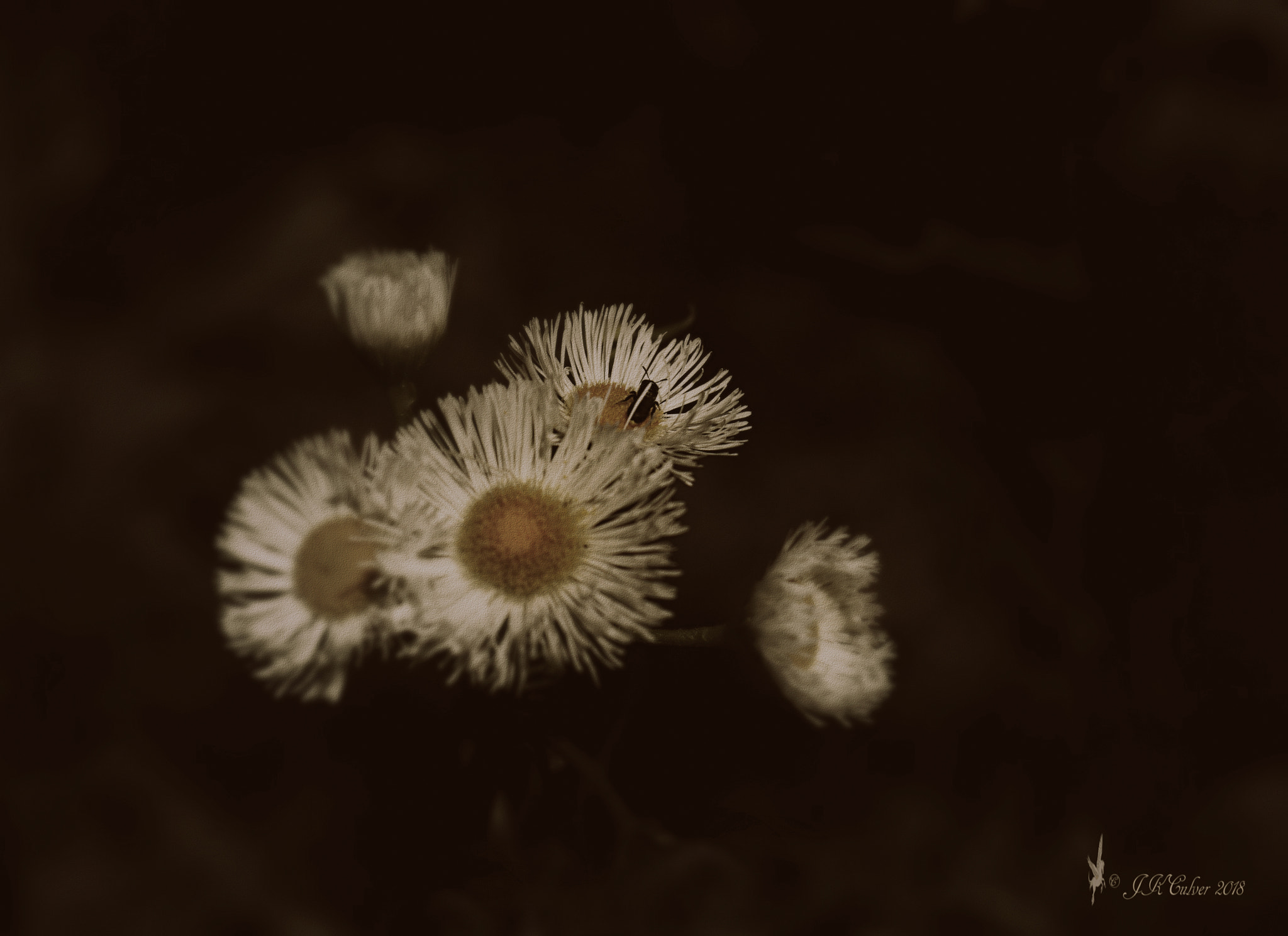 Canon EOS 77D (EOS 9000D / EOS 770D) sample photo. Could it be? photography